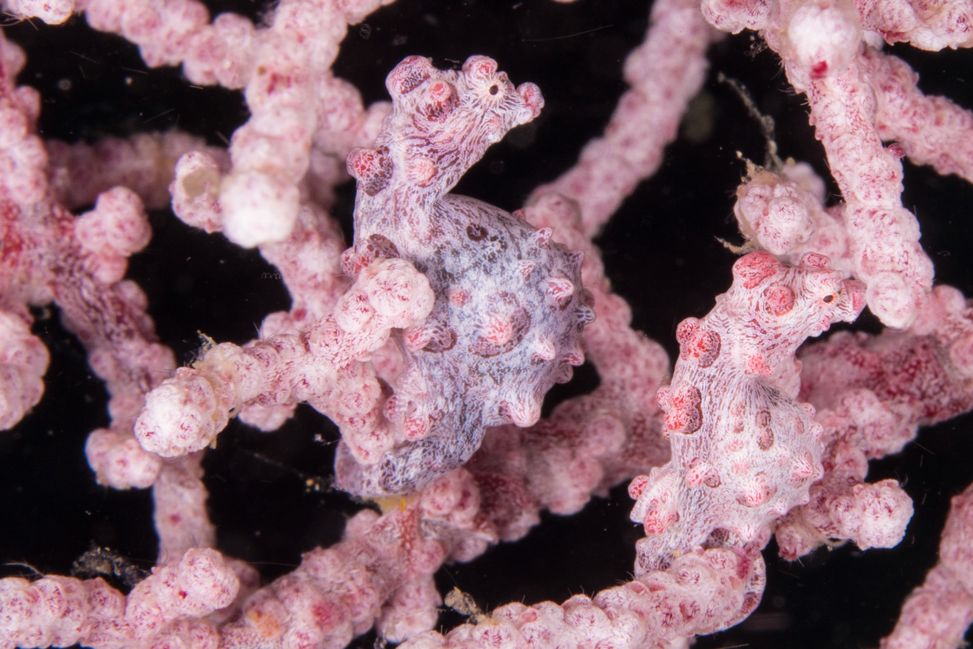 Pygmy Seahorse