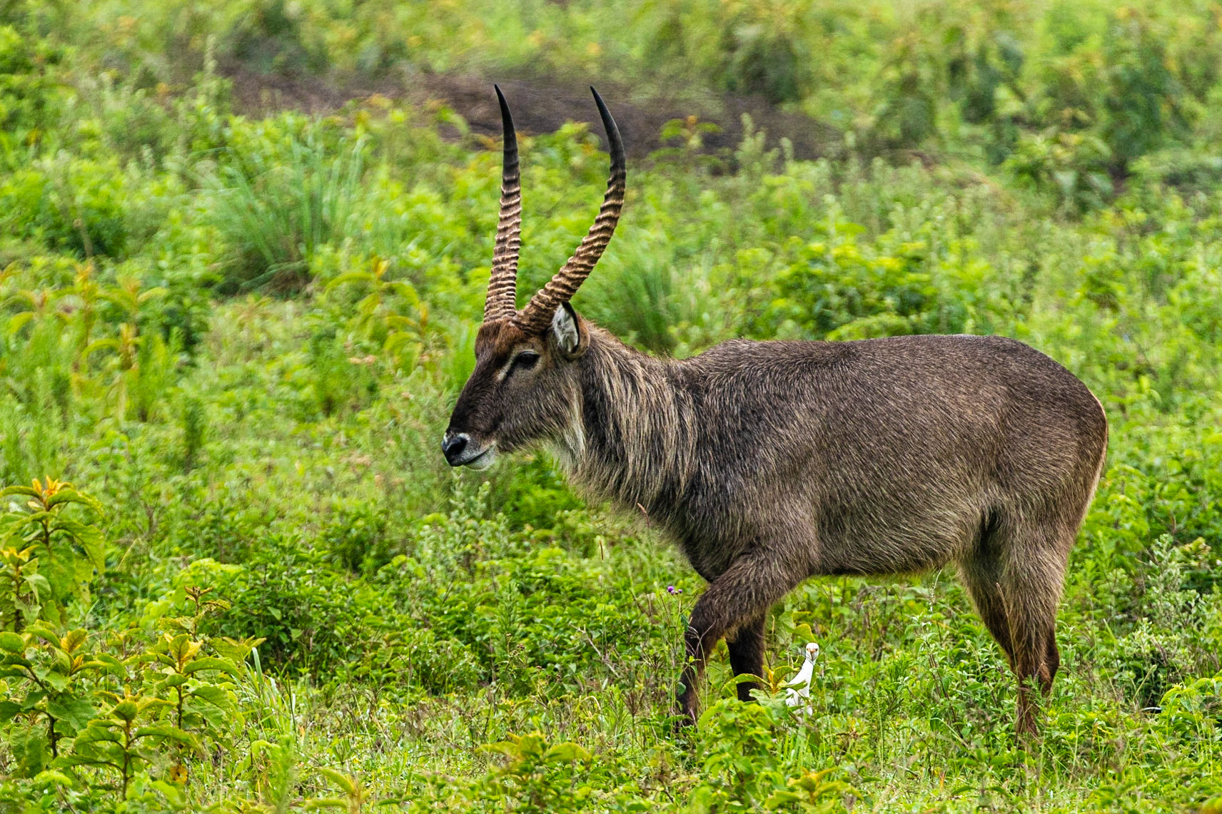 Waterbuck