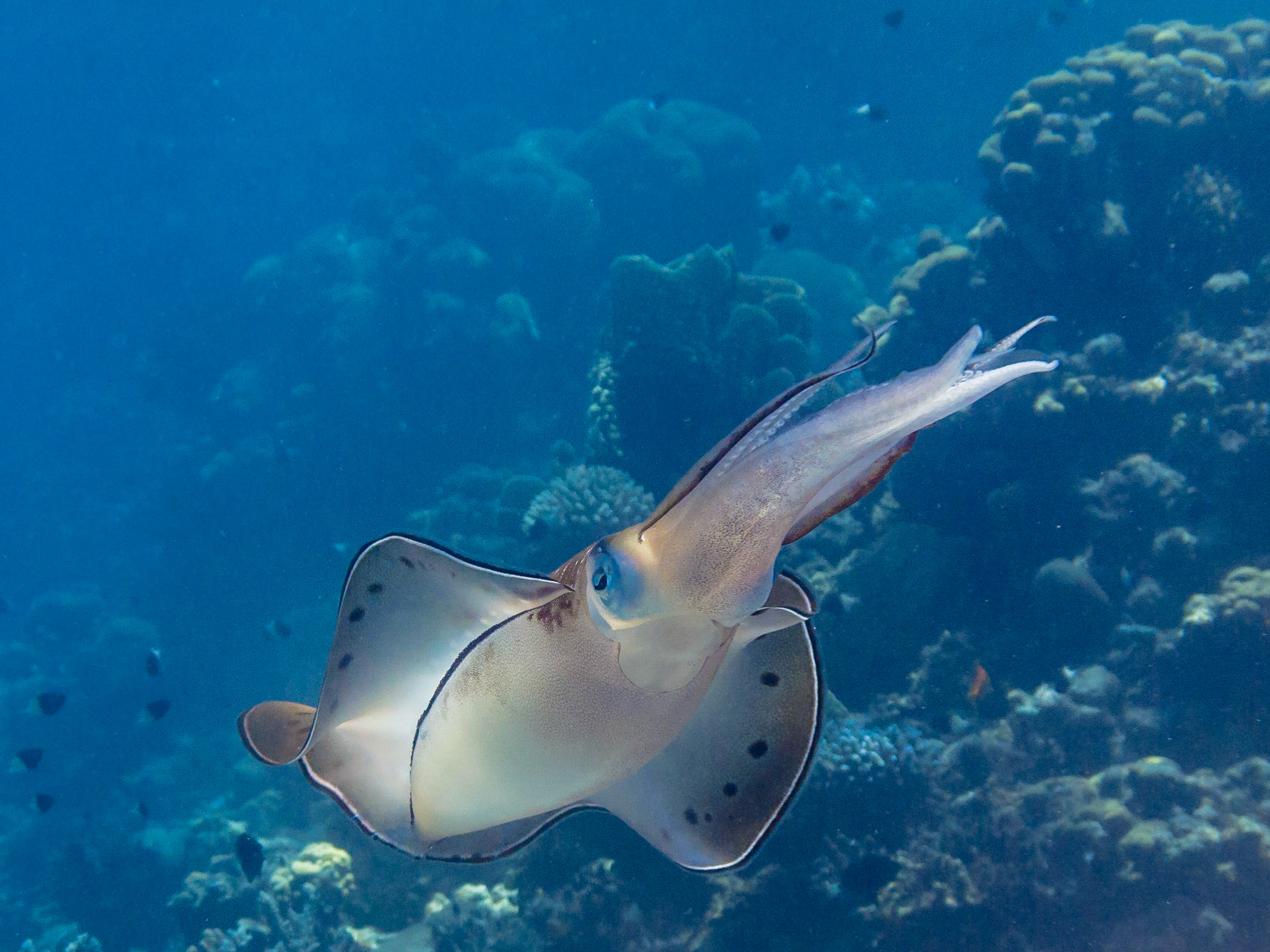 Common Reef Squid