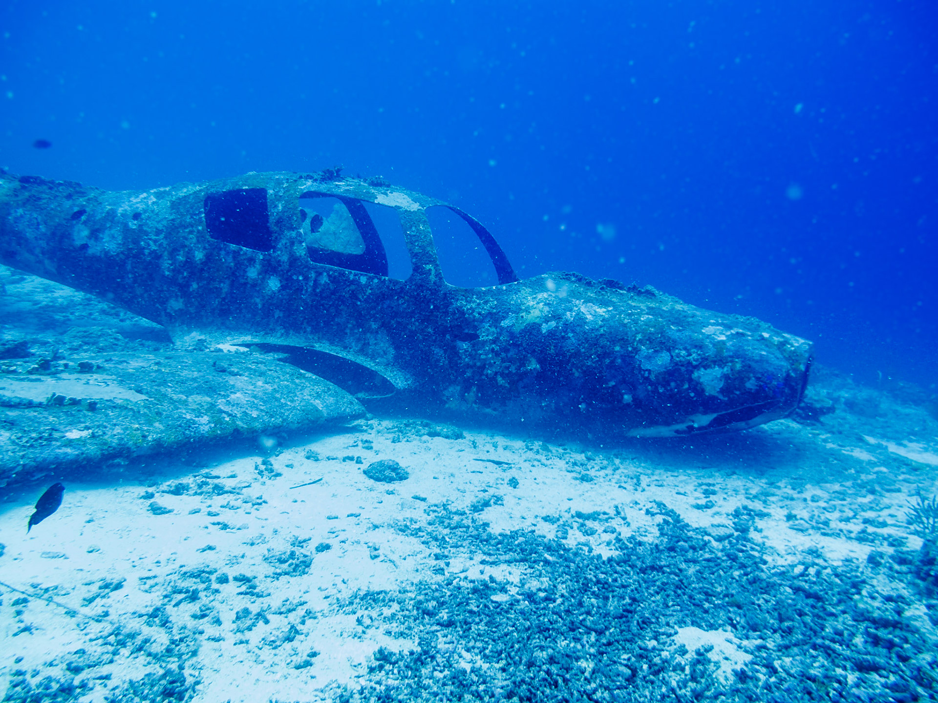 Copton Point dive site