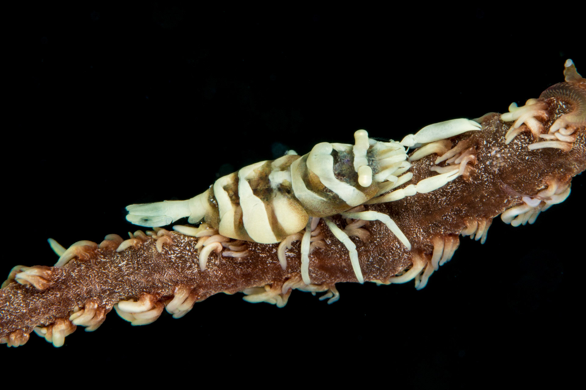 Anker's Whip Coral Shrimp