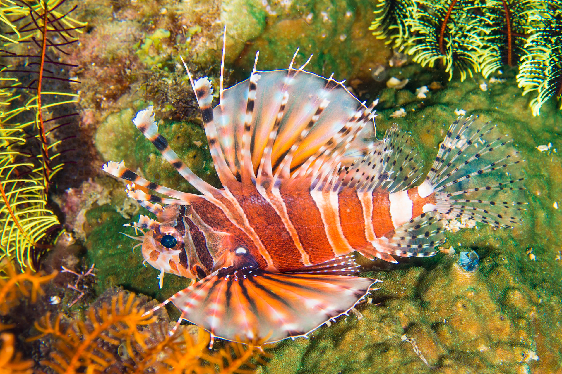 Zebra Lionfish