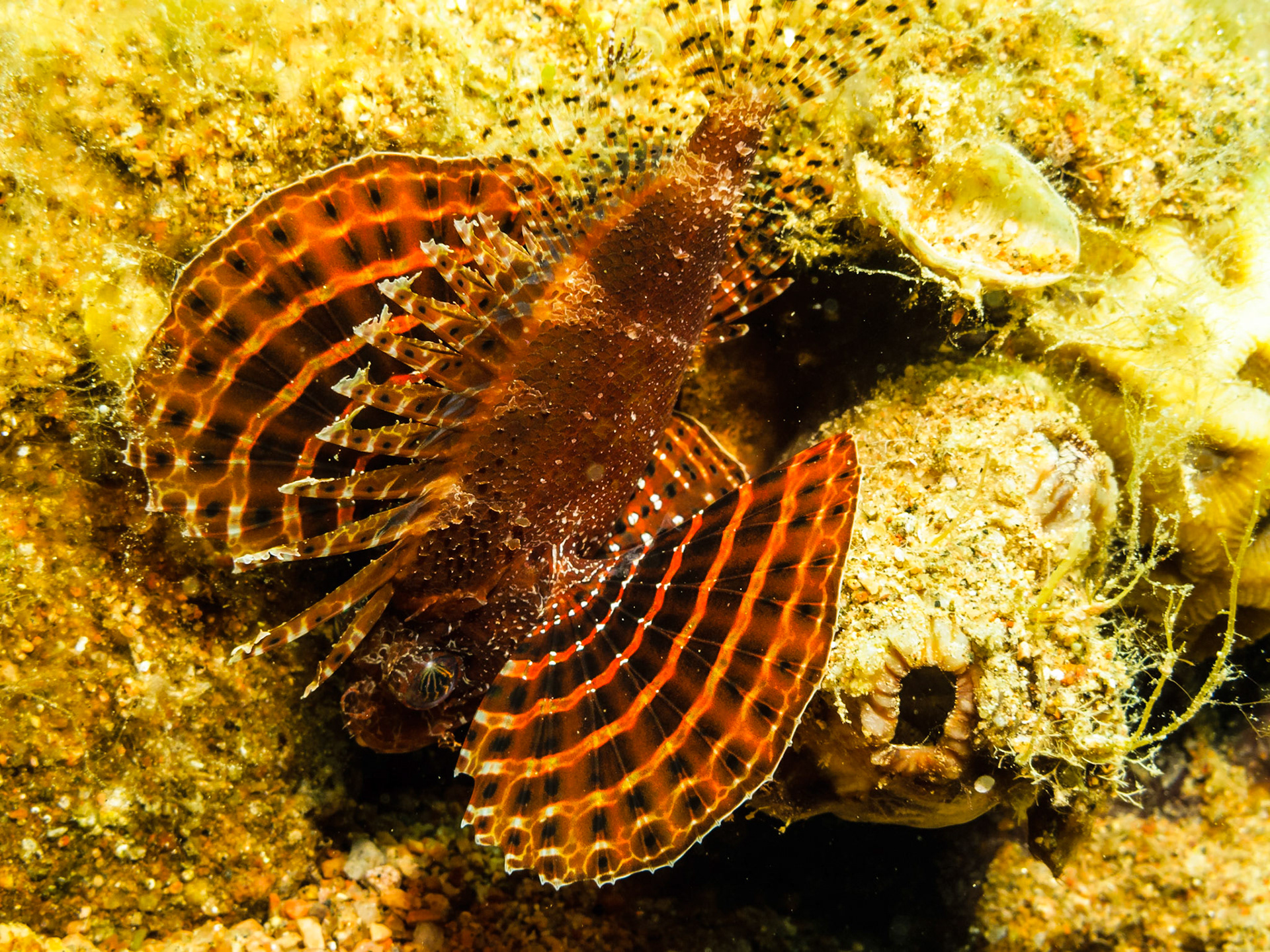 Shortfin Dwarf Lionfish