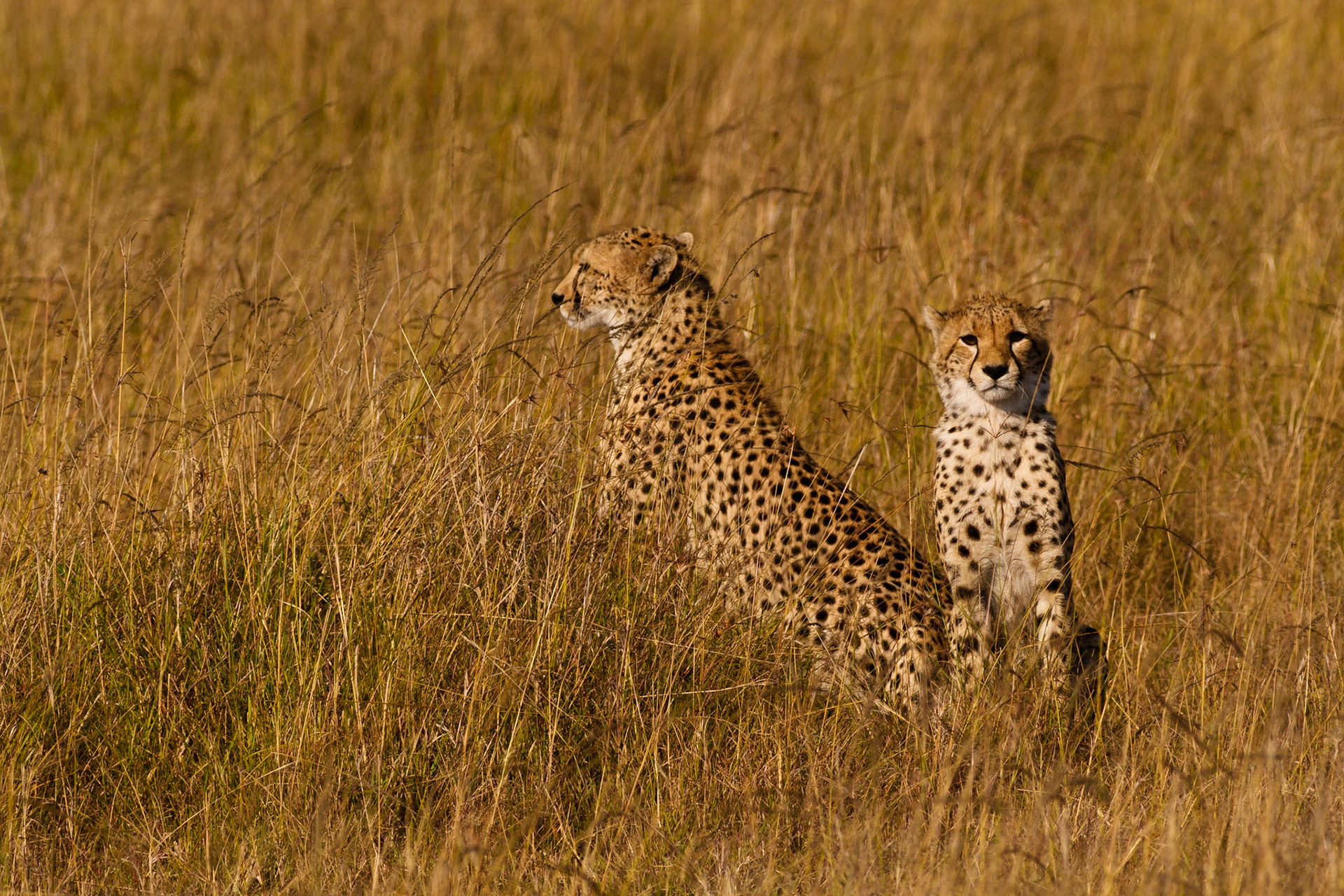 Juvenile Cheetah and mother