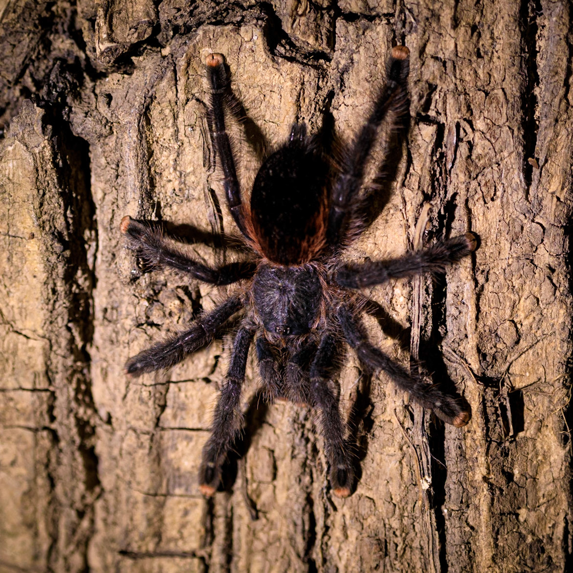 Pink-toed Tarantula