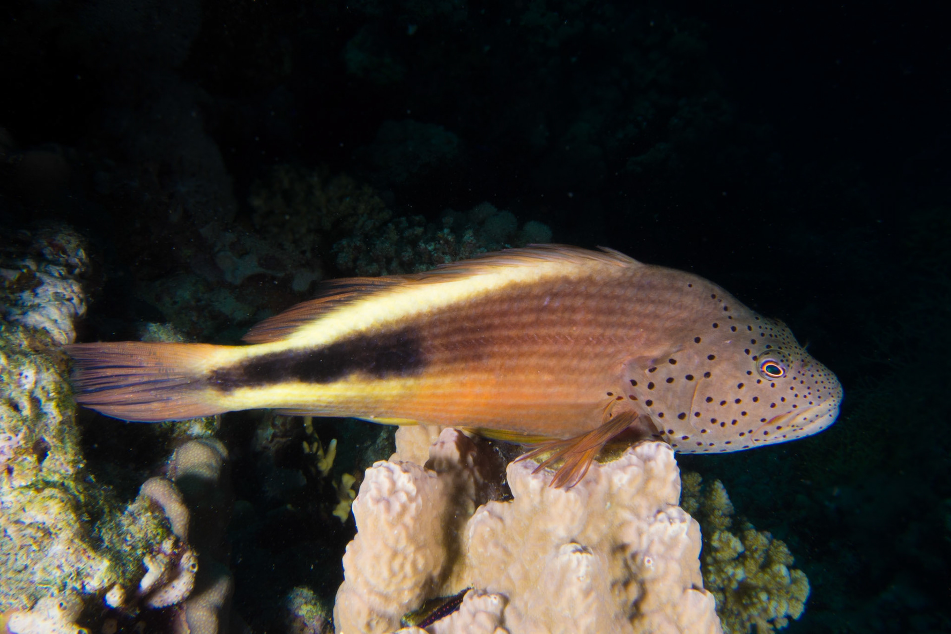 Freckled Hawkfish