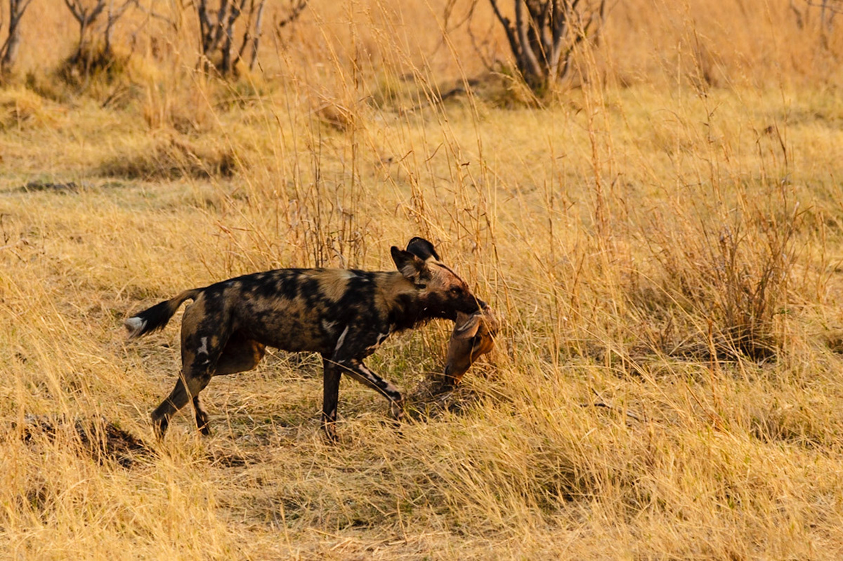 Wild Dogs
