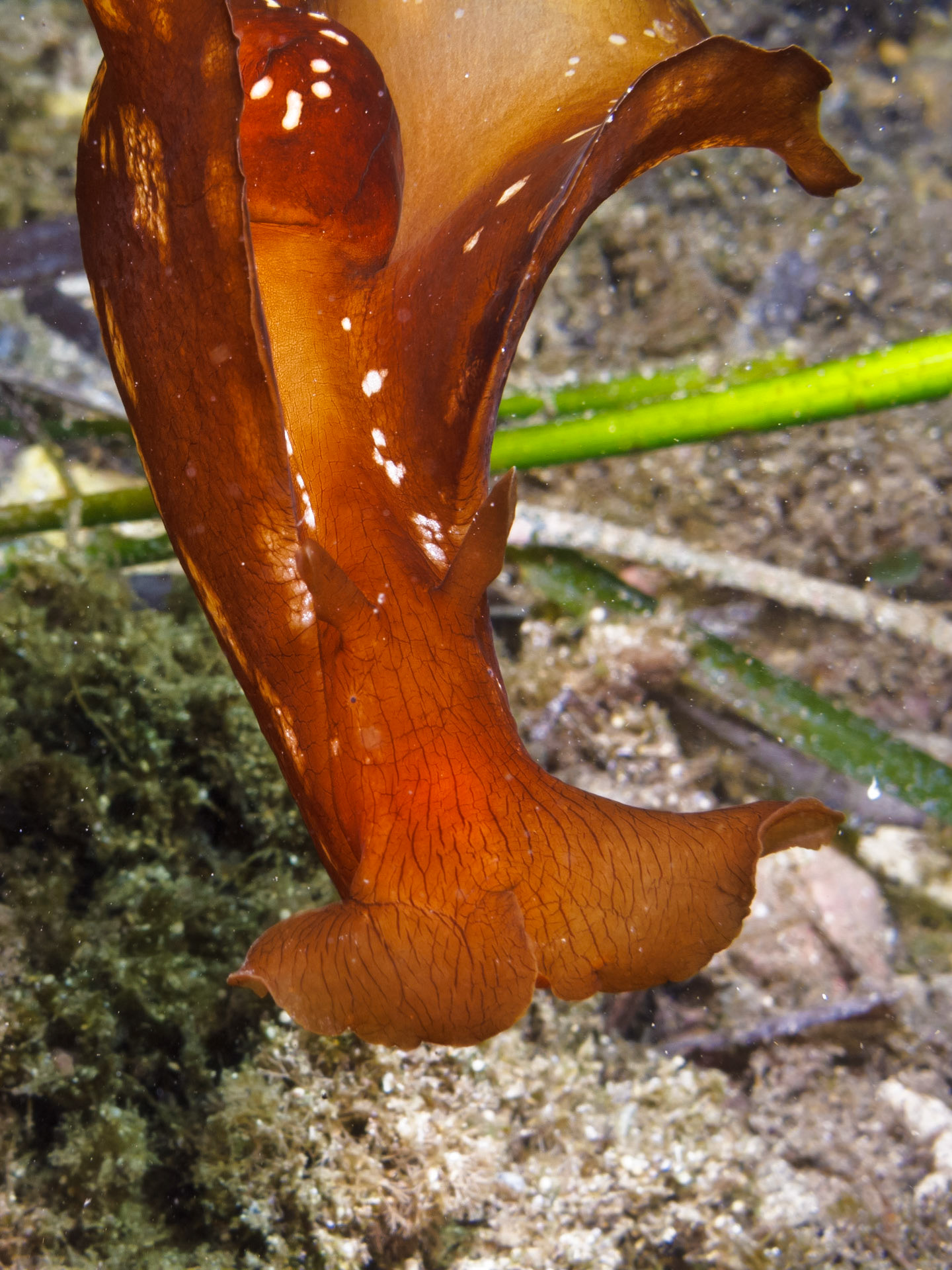 Aplysia fasciata (Sea Hare)