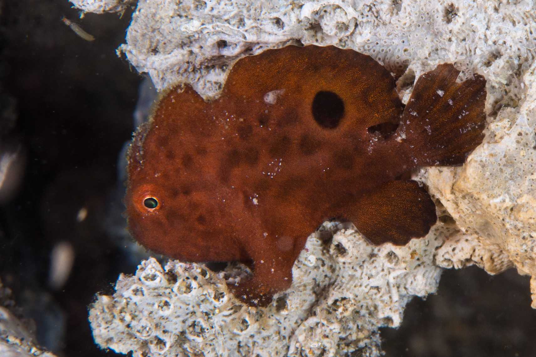 Spotfin Frogfish