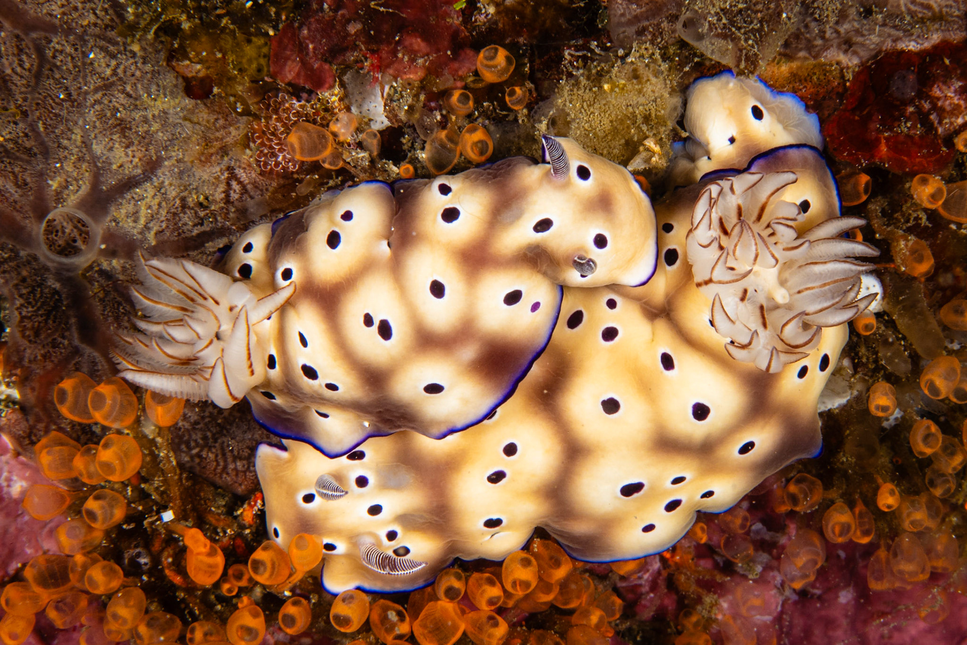 Hypselodoris tryoni