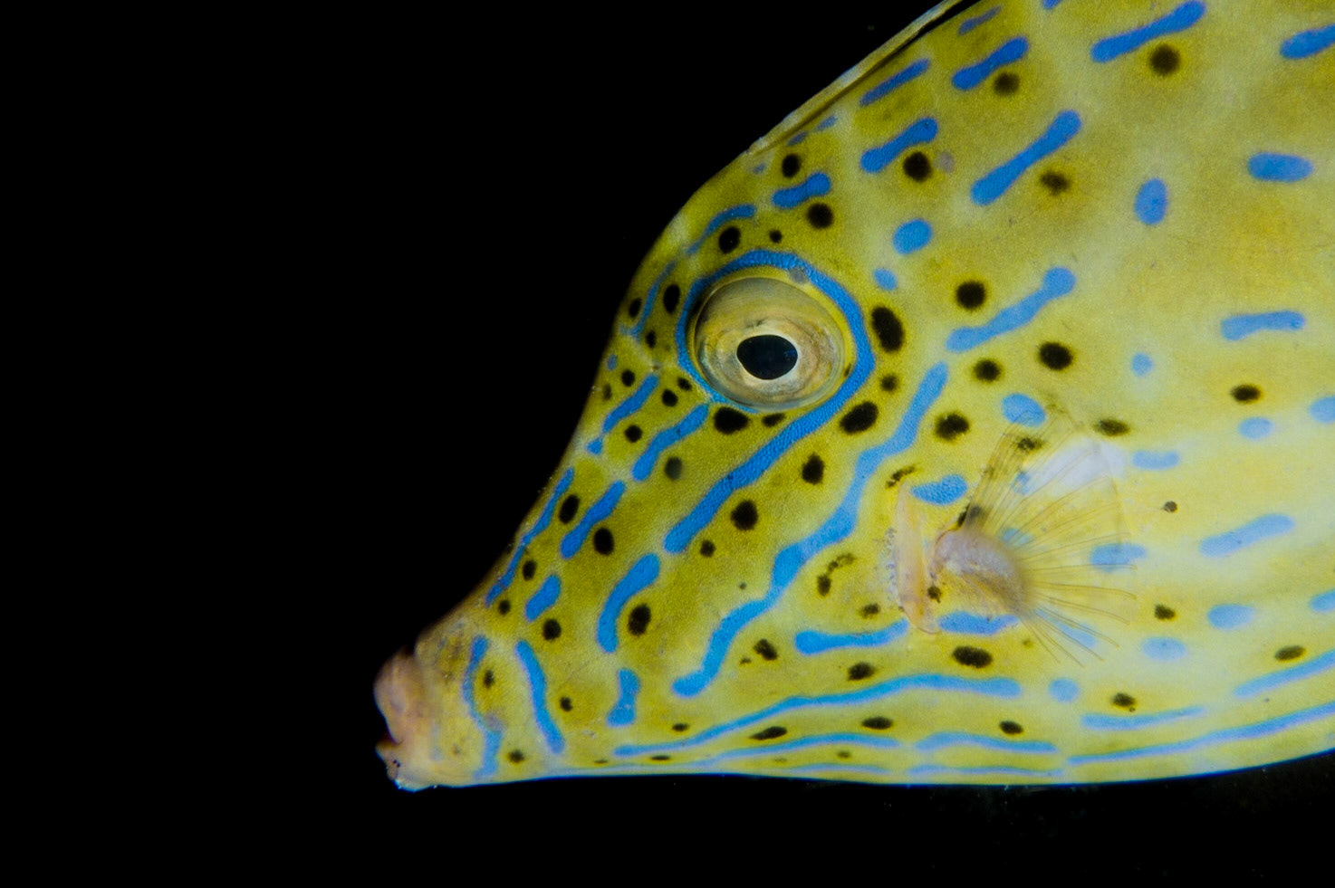 Scrawled Filefish