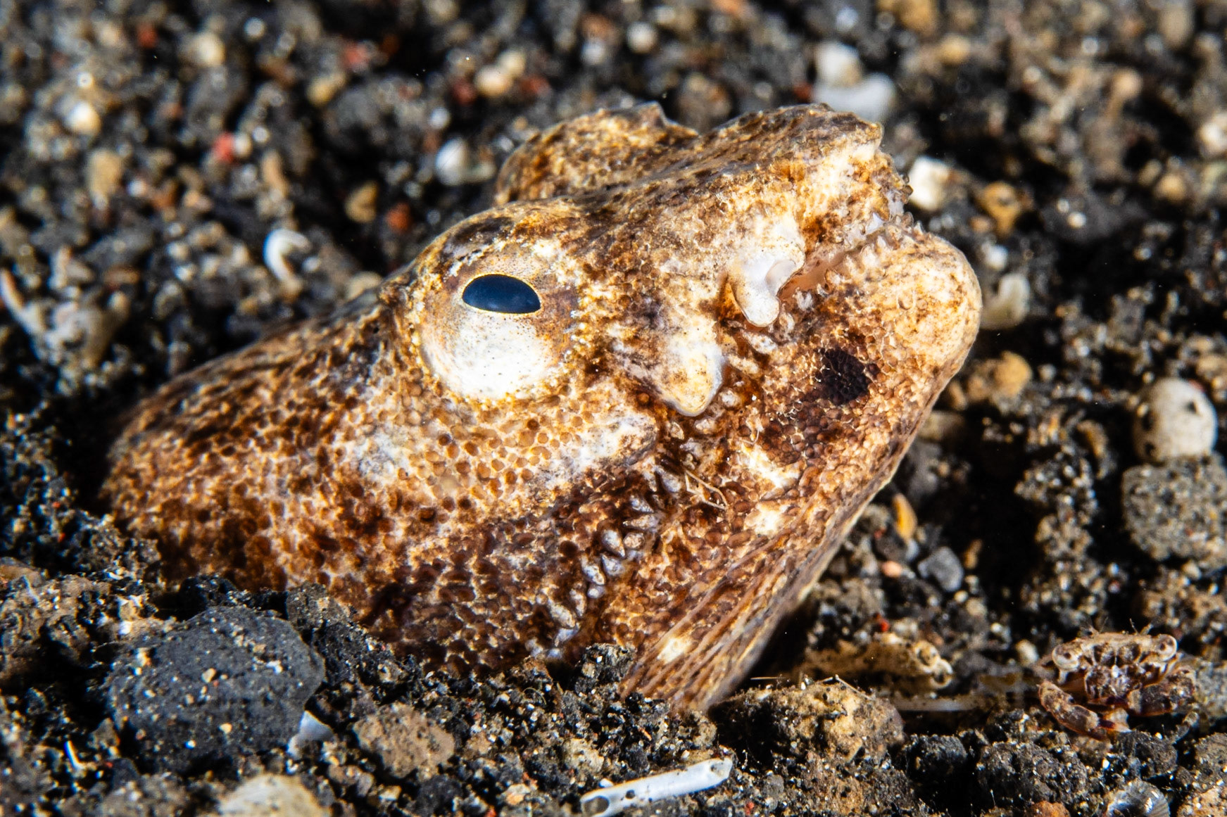 Crocodile Snake Eel