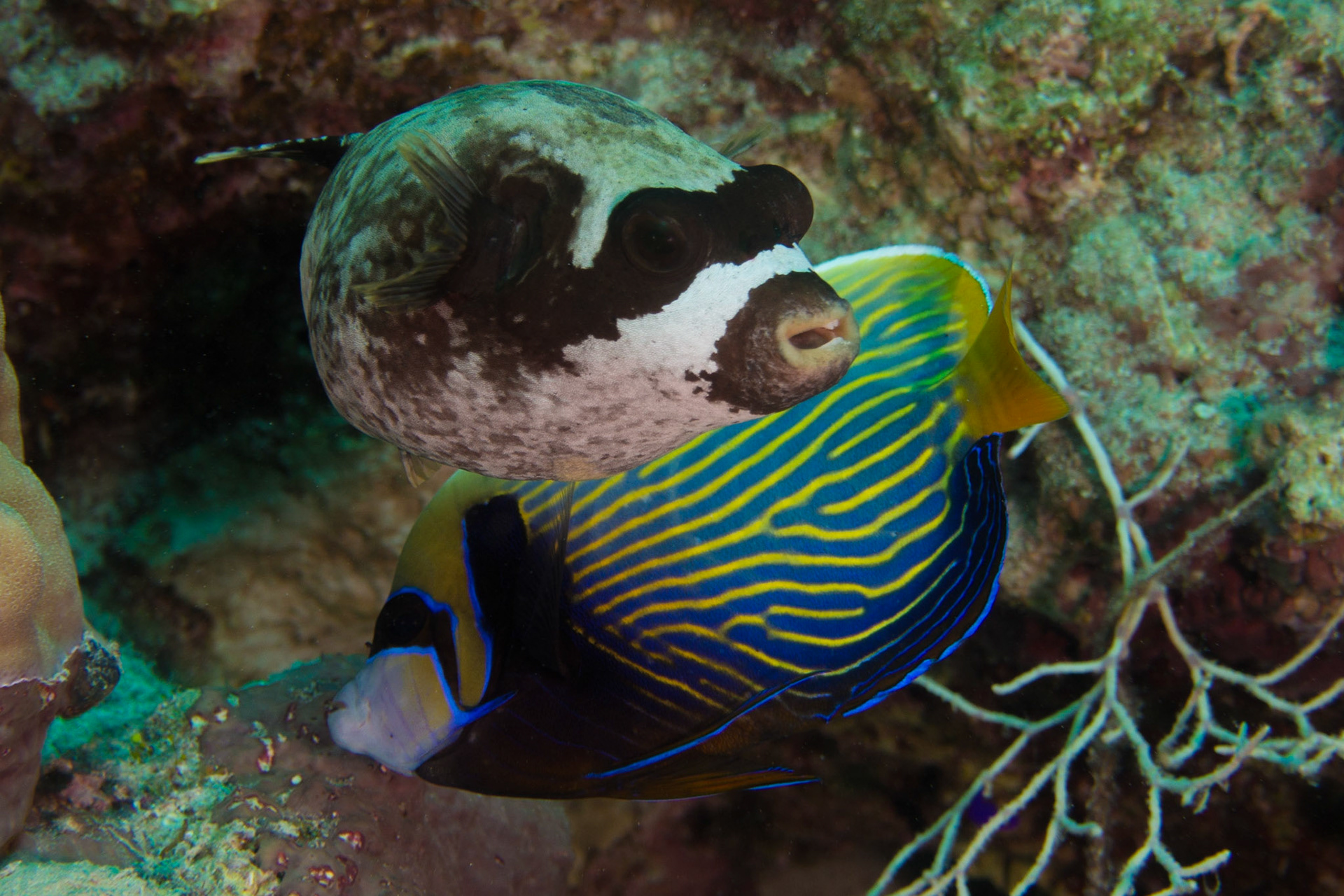 Emperor Angelfish and Masked Puffer