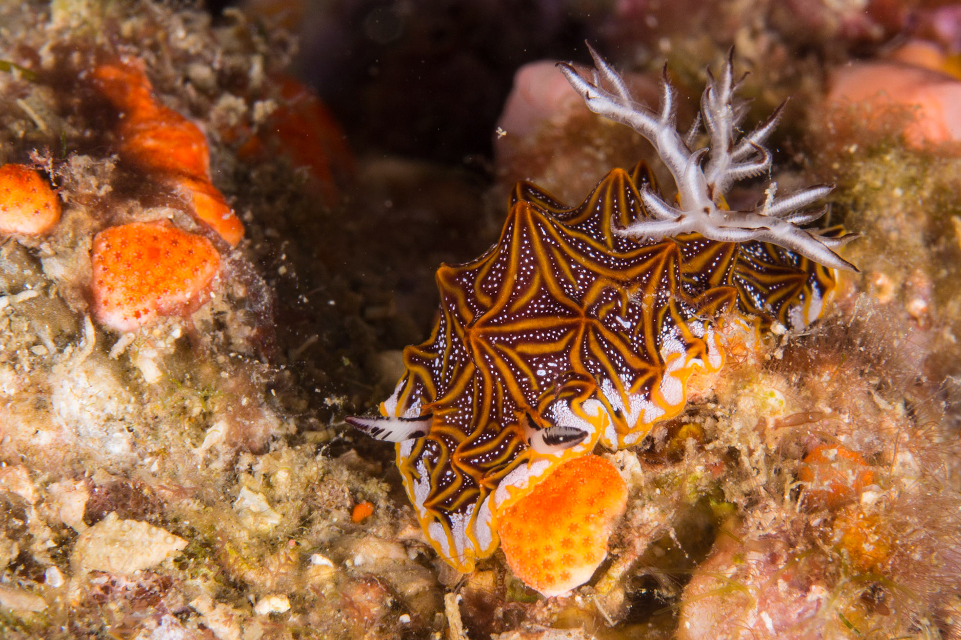 Halgerda tessellata