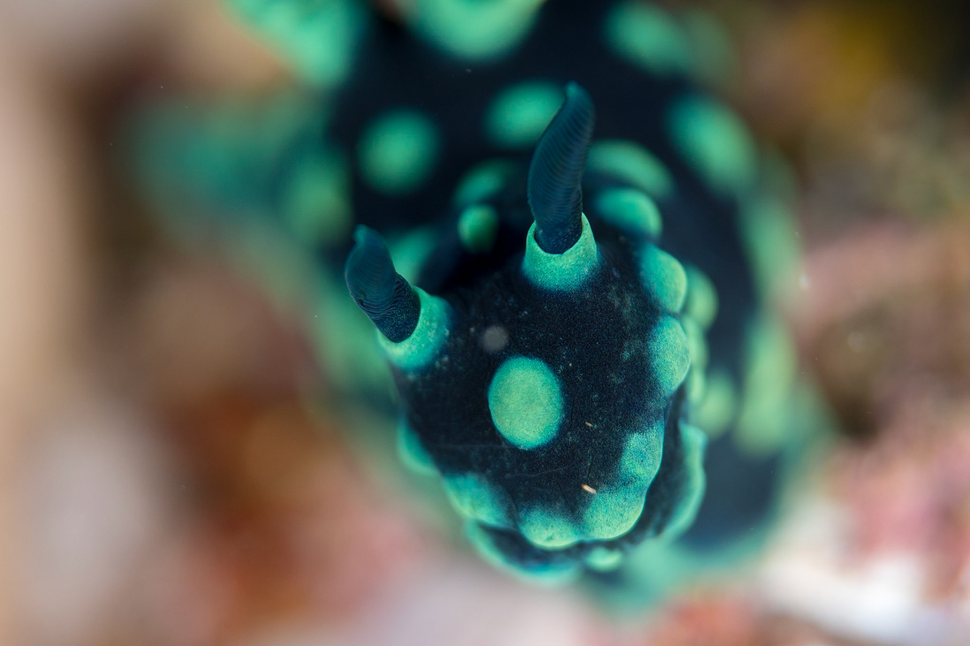 Nembrotha cristata
