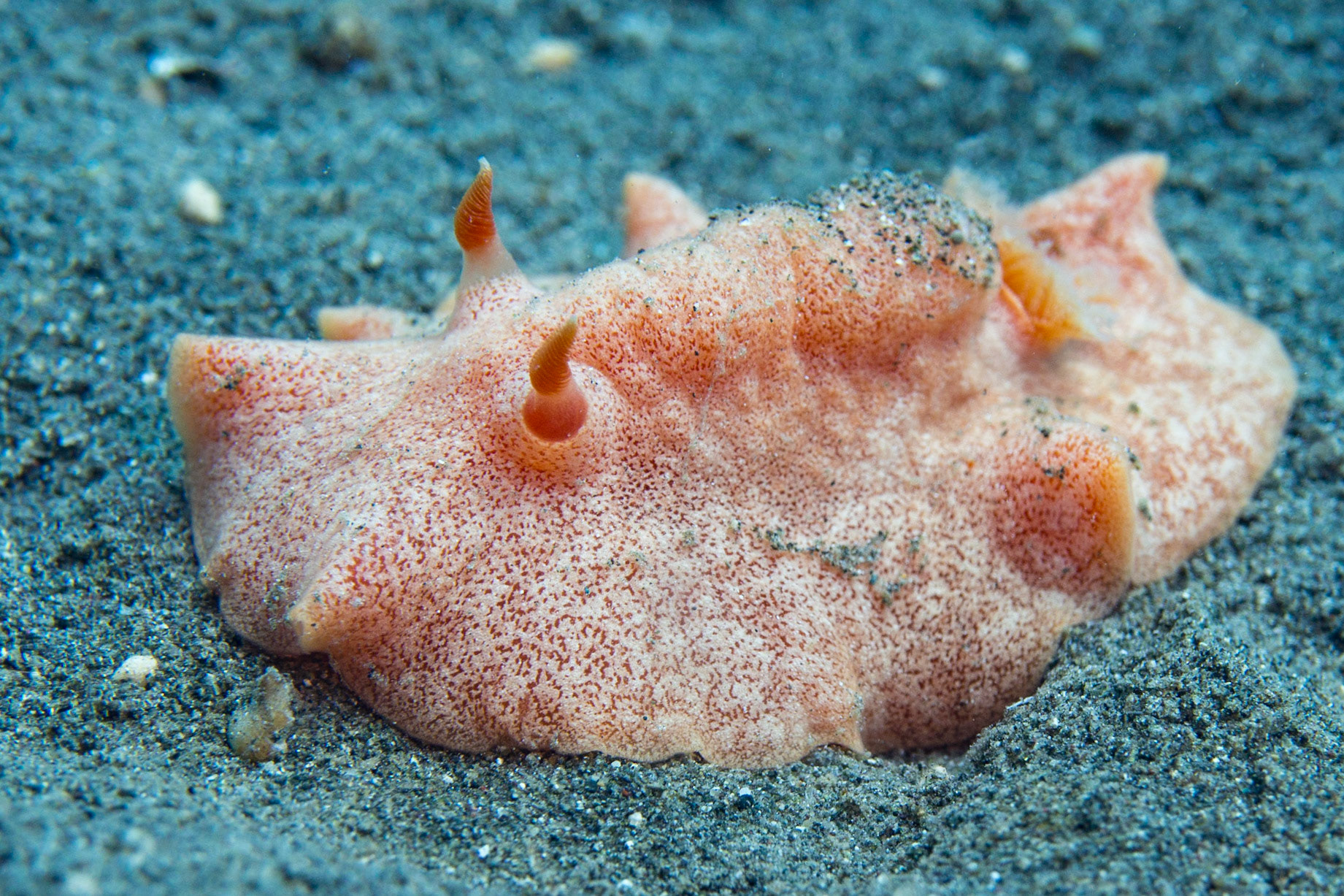 Platydoris cinerobranchiata