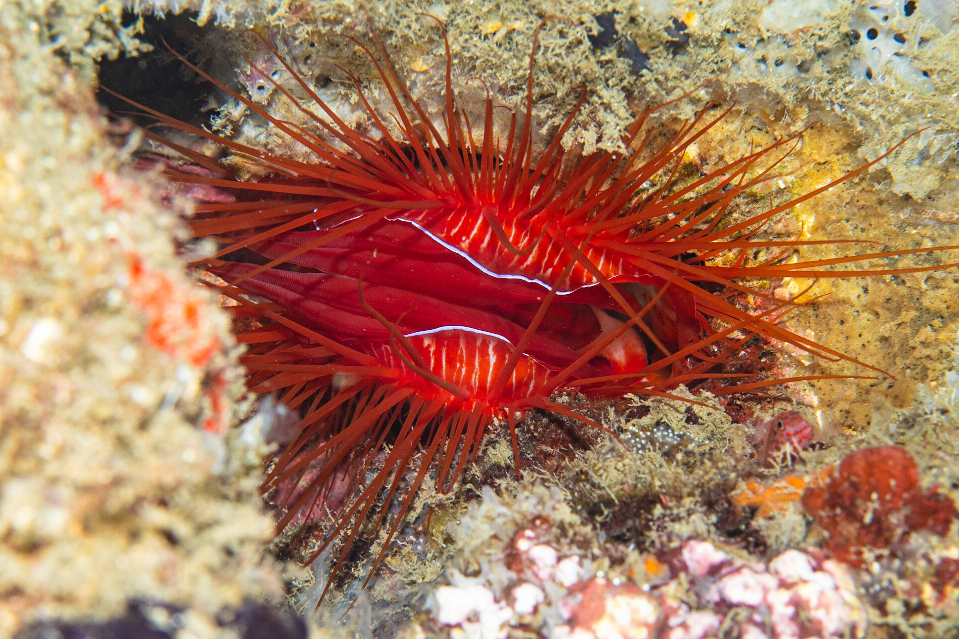 Electric Fileclam