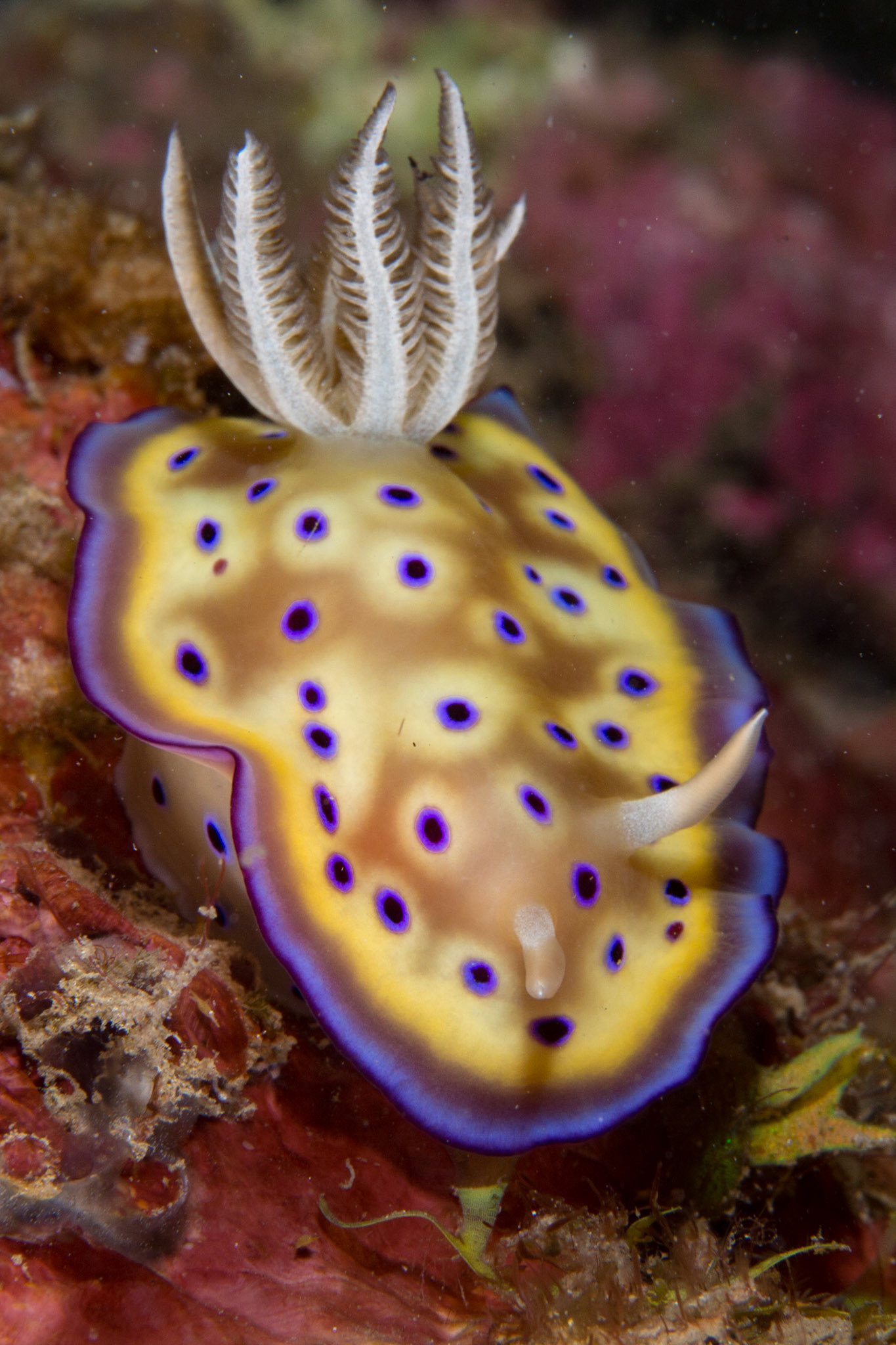 Goniobranchus kuniei