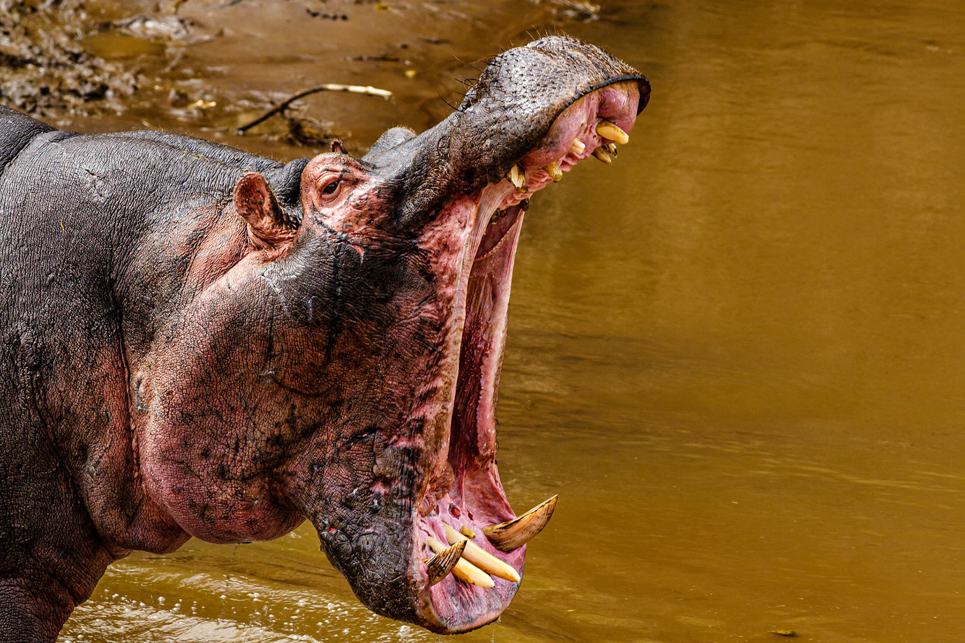 Hippopotamus