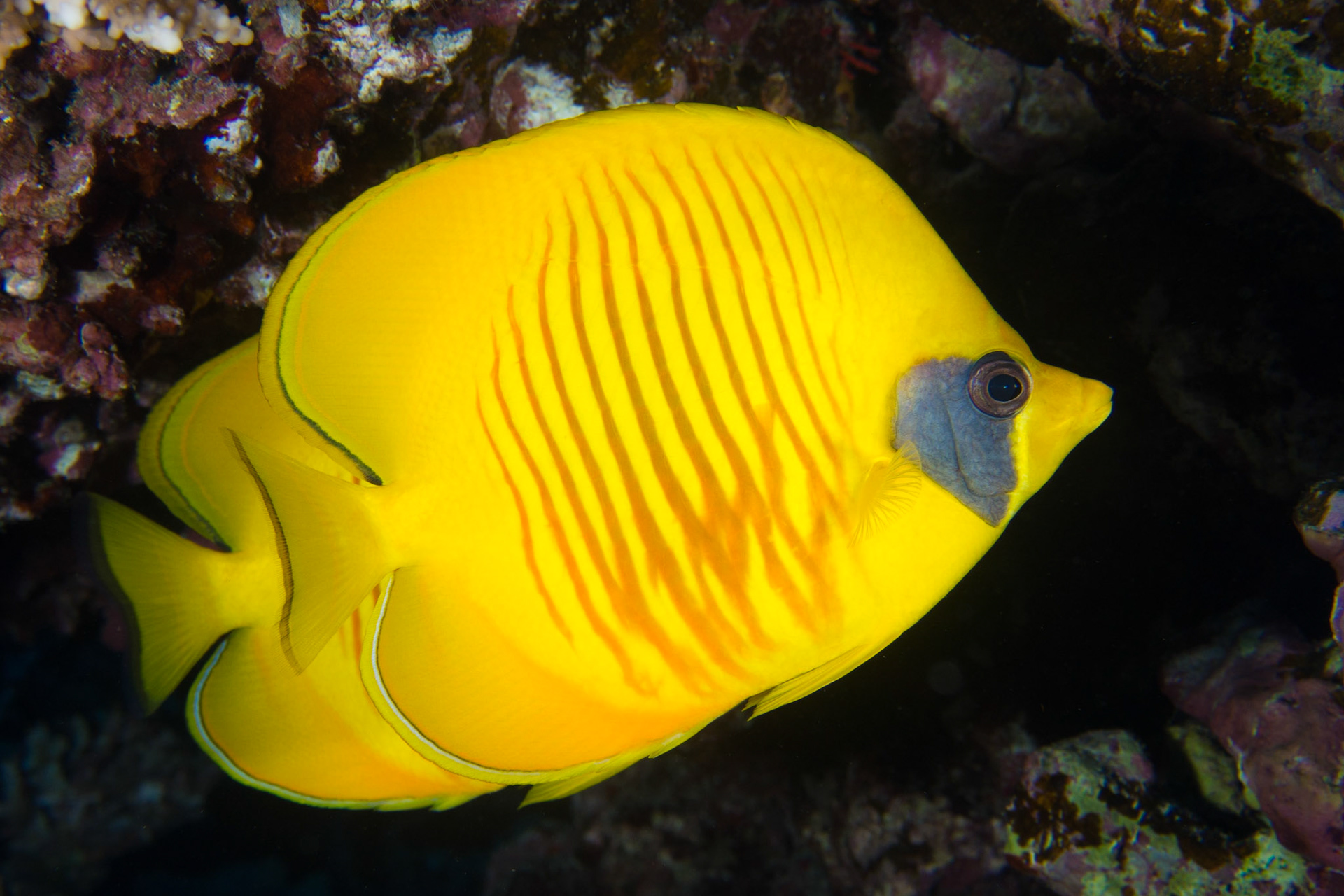 Masked Butteryflyfish