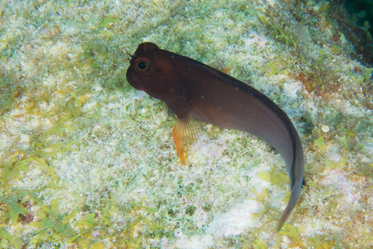 Redlip Blenny