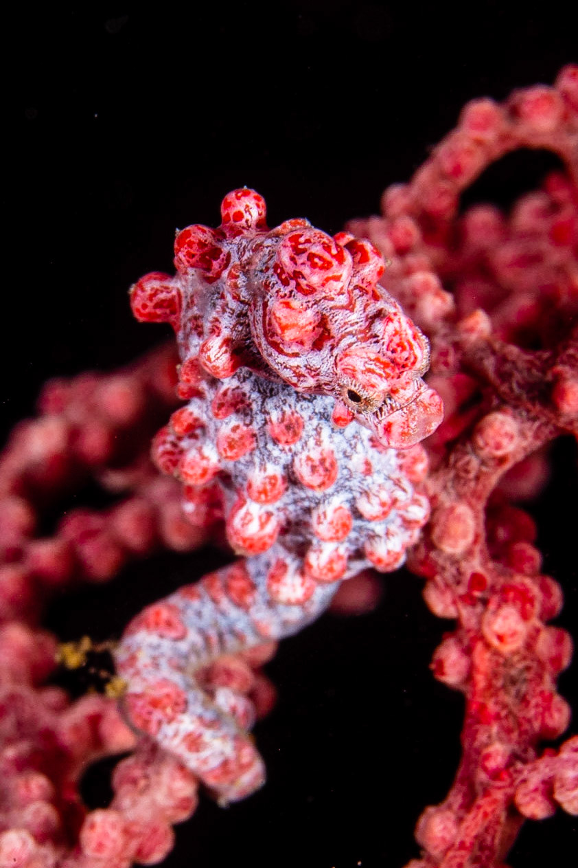 Pygmy Seahorse