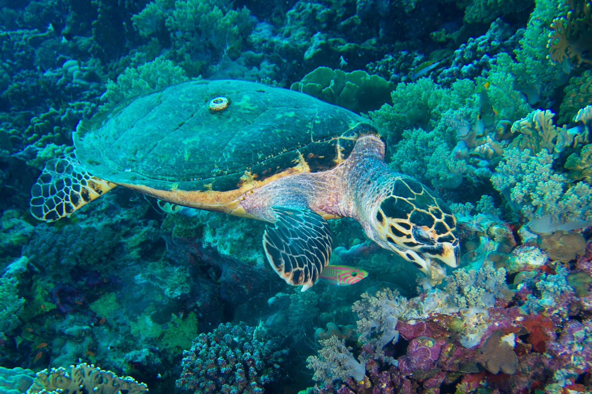 Hawksbill Turtle