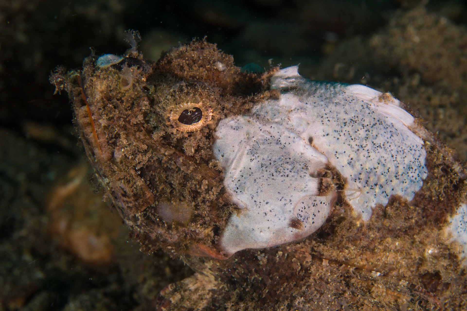 Devil Scorpionfish