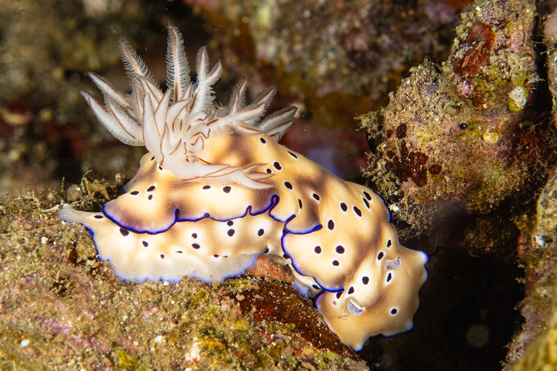 Hypselodoris tryoni