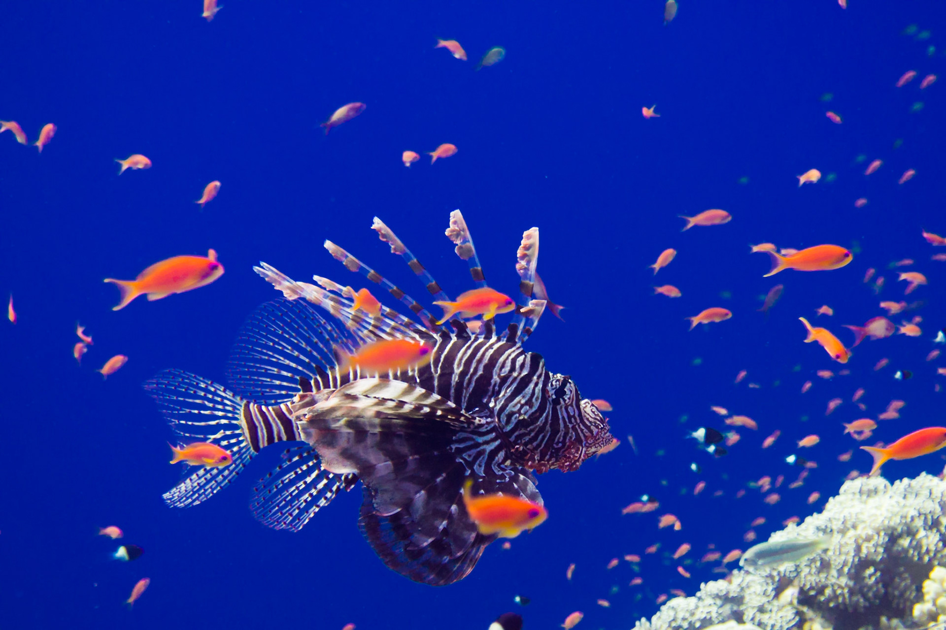 Indian Lionfish