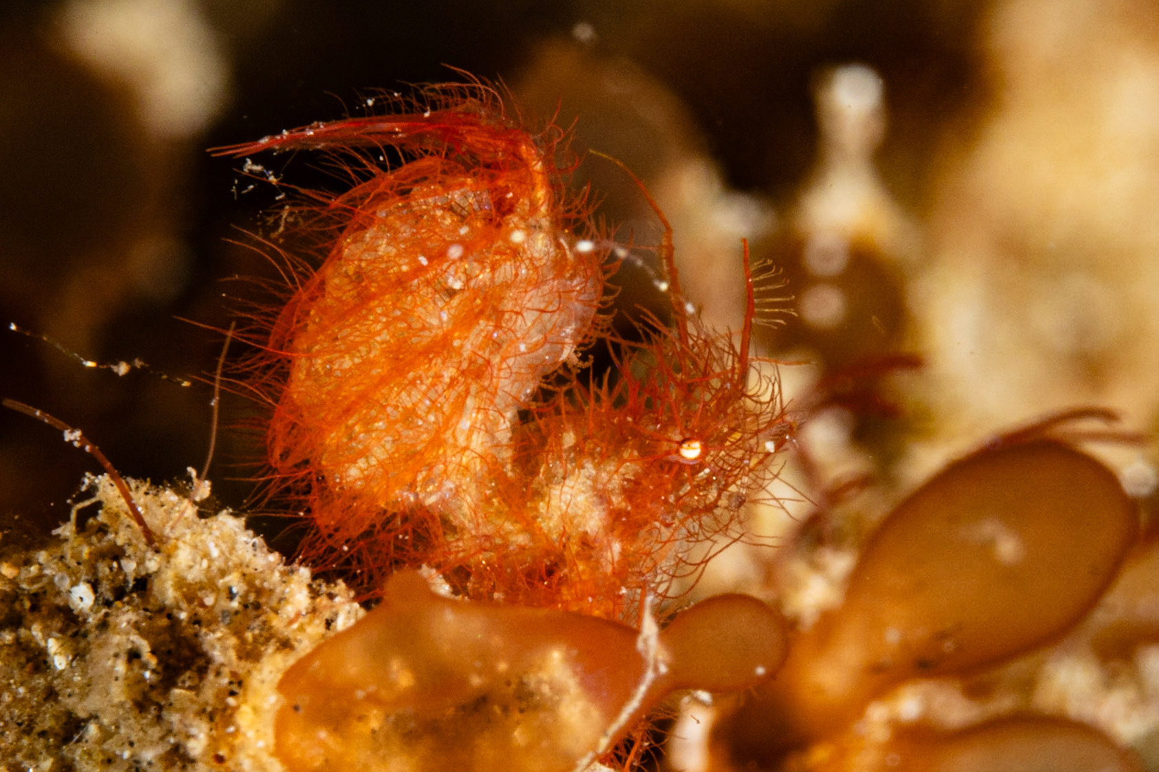 Algae Shrimp