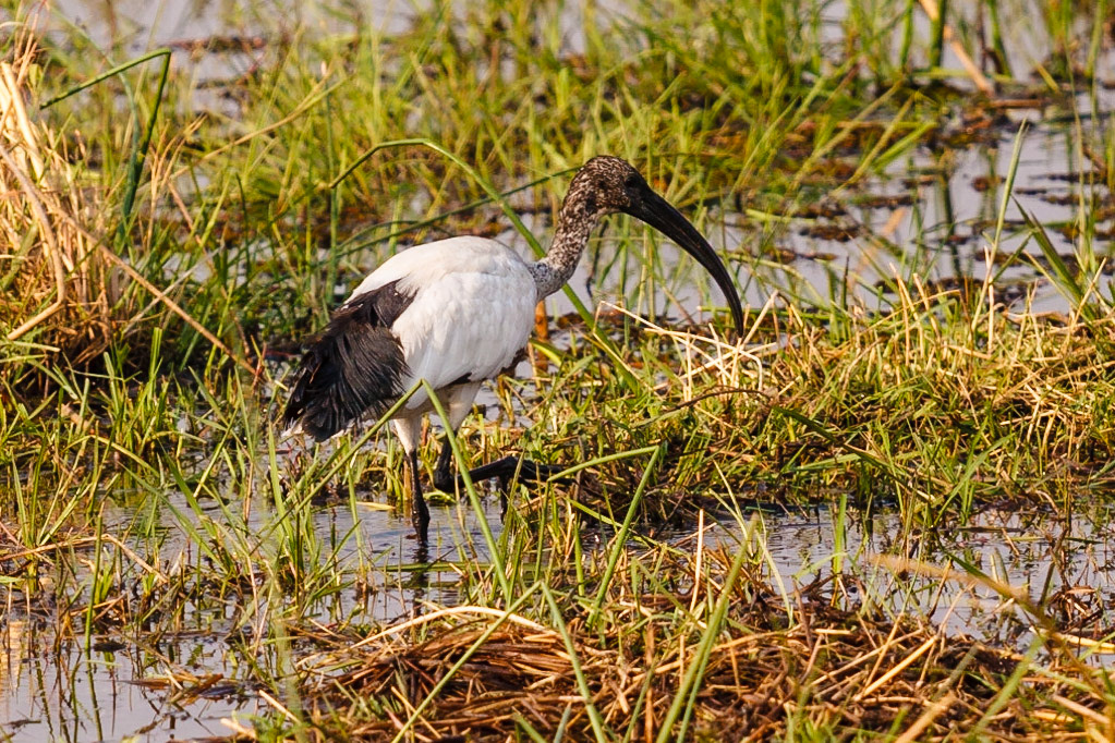 African Sacred Ibis