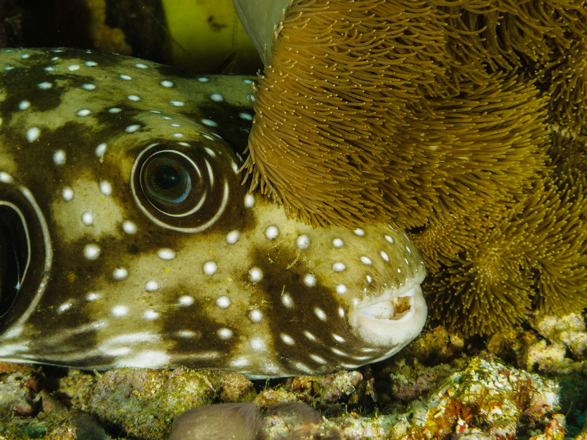 Whitespotted Puffer