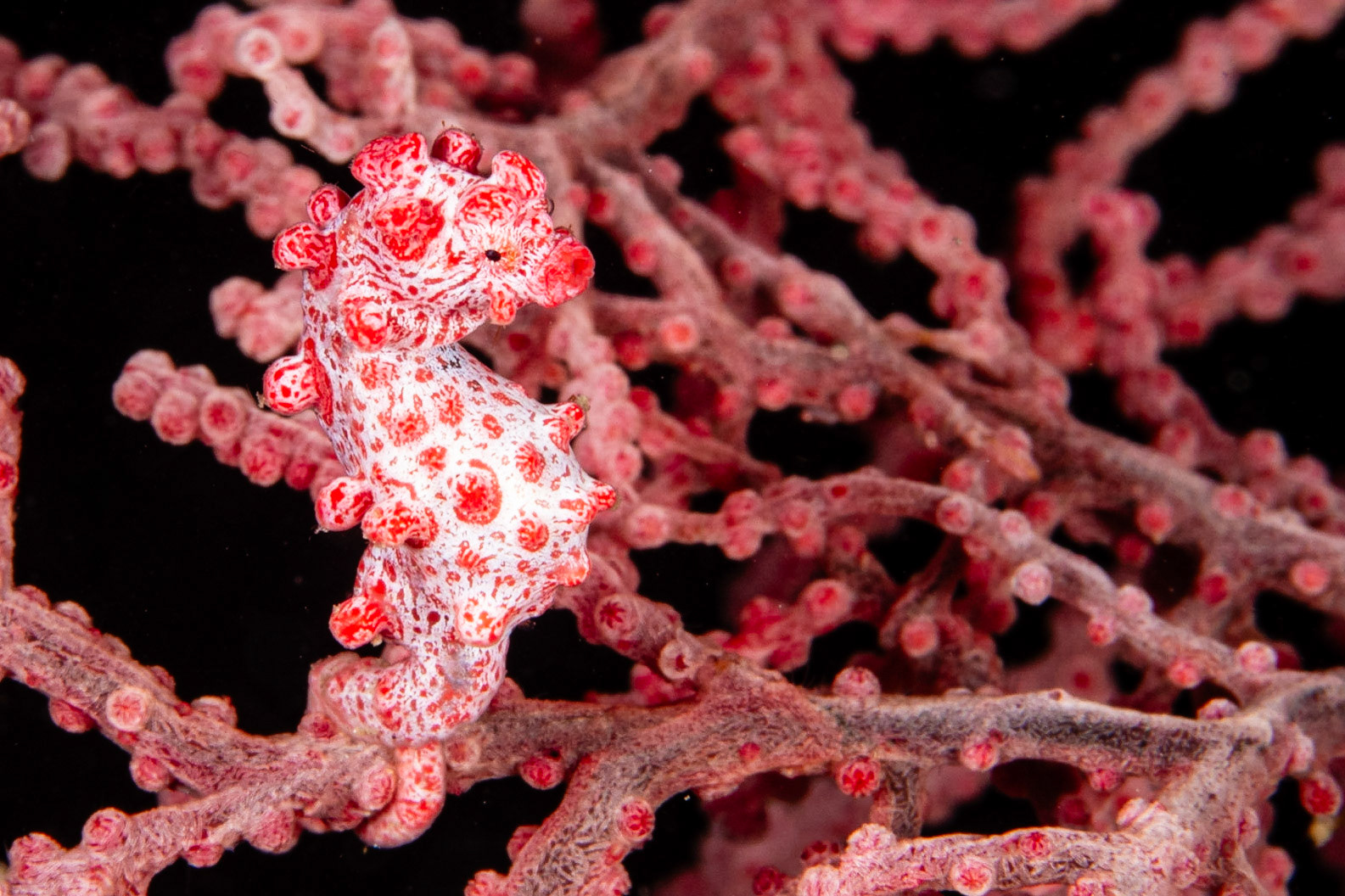 Pygmy Seahorse