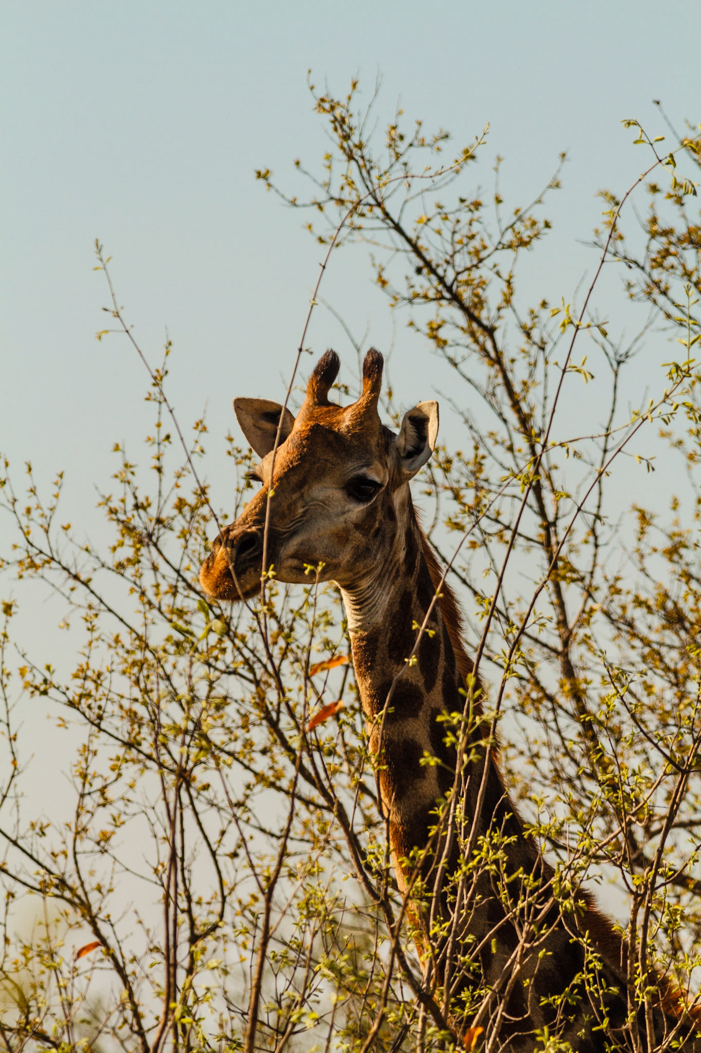 Giraffe