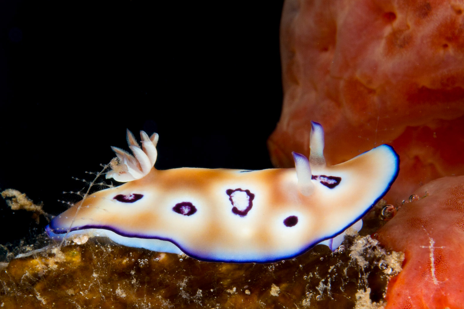 Hypselodoris tryoni