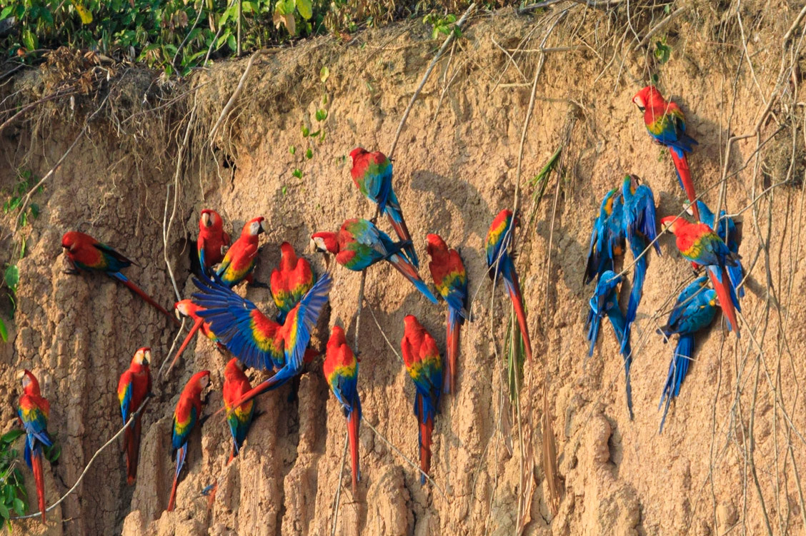 Blue-and-yellow Macaw, Red-and-green Macaw, Scarlet Macaw