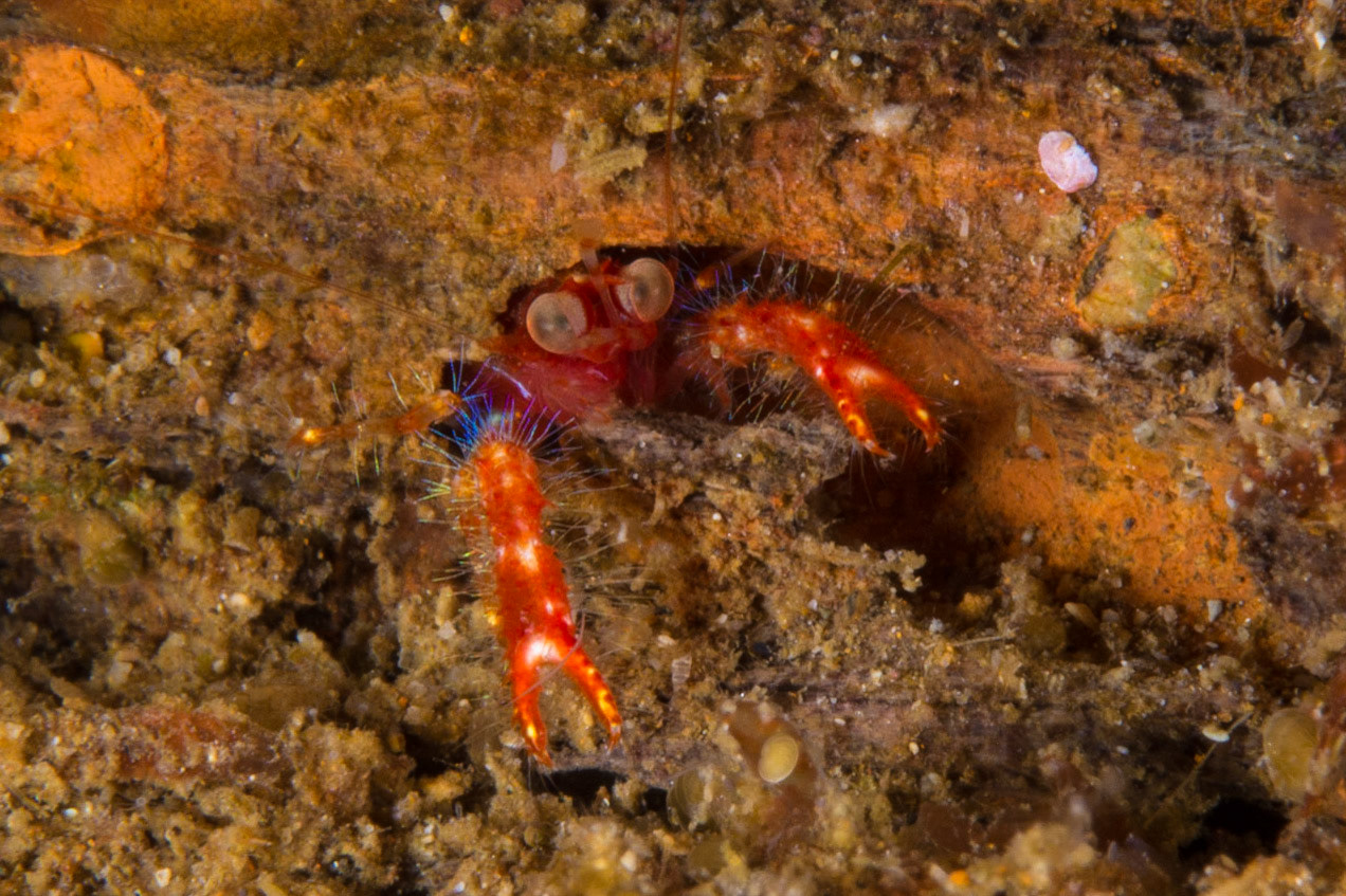 Olivar's Squat Lobster