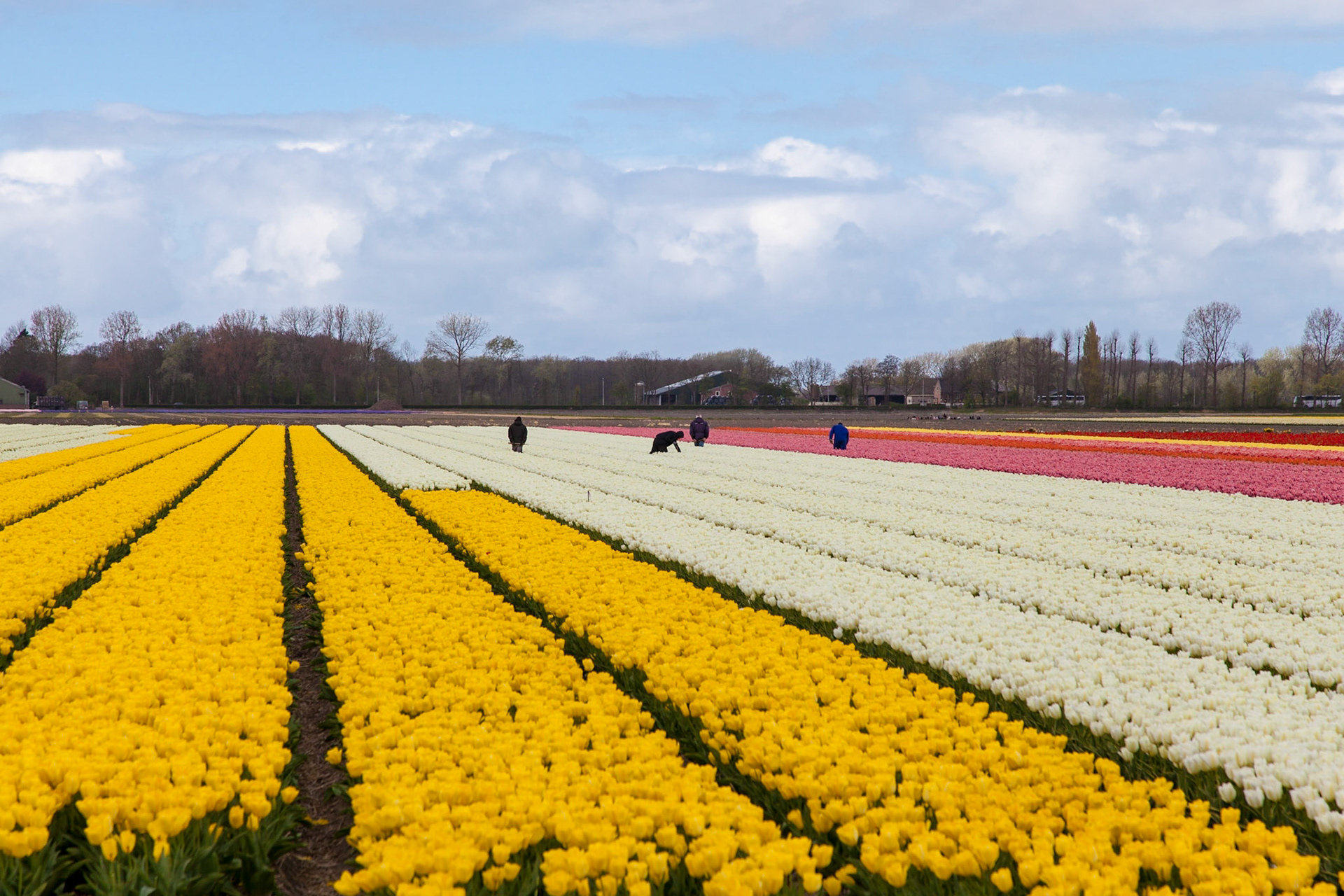 Tulip fields