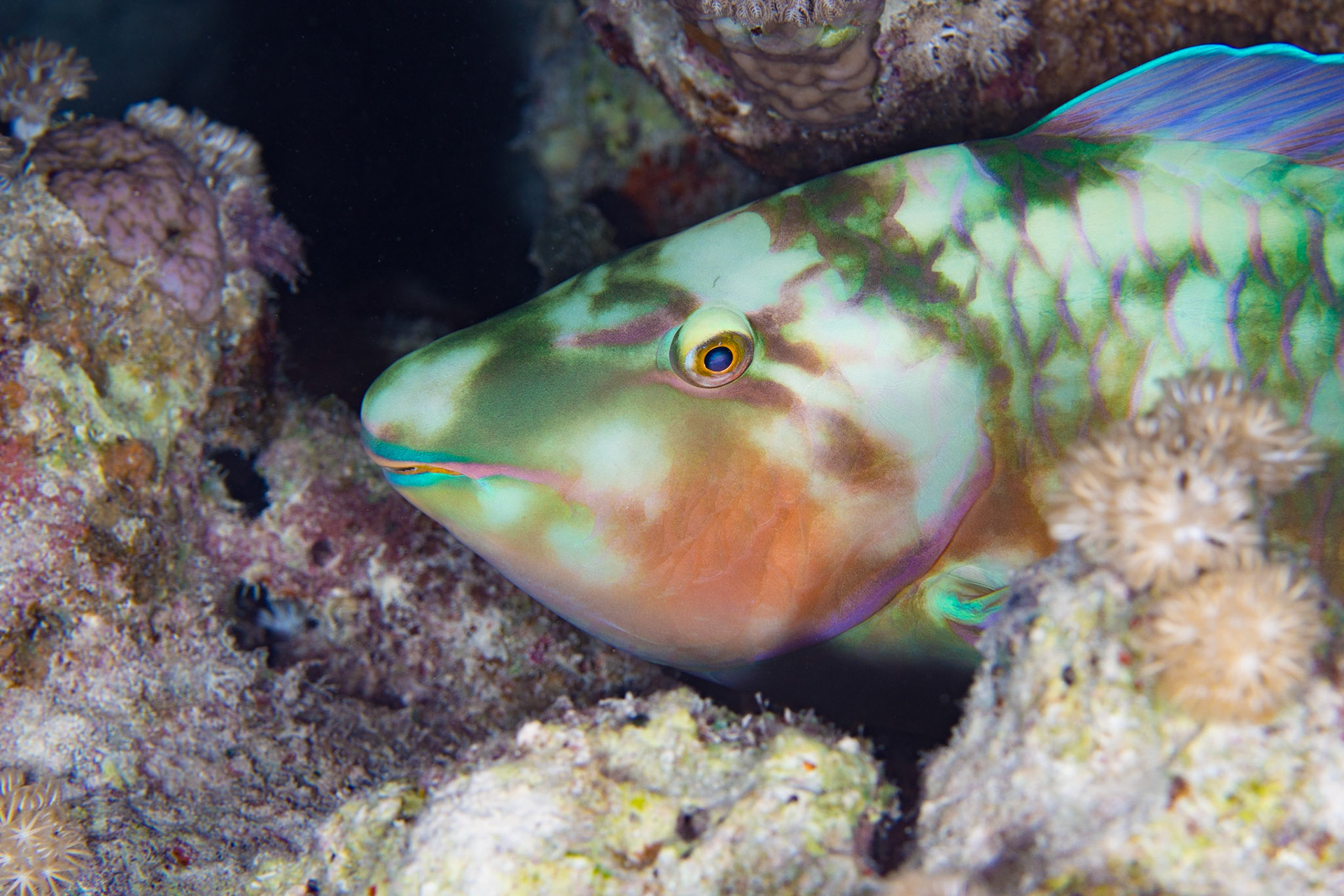Bullethead Parrotfish