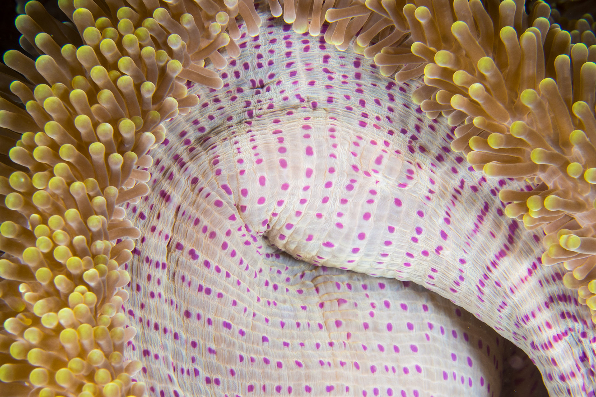 Magnificent Anemone