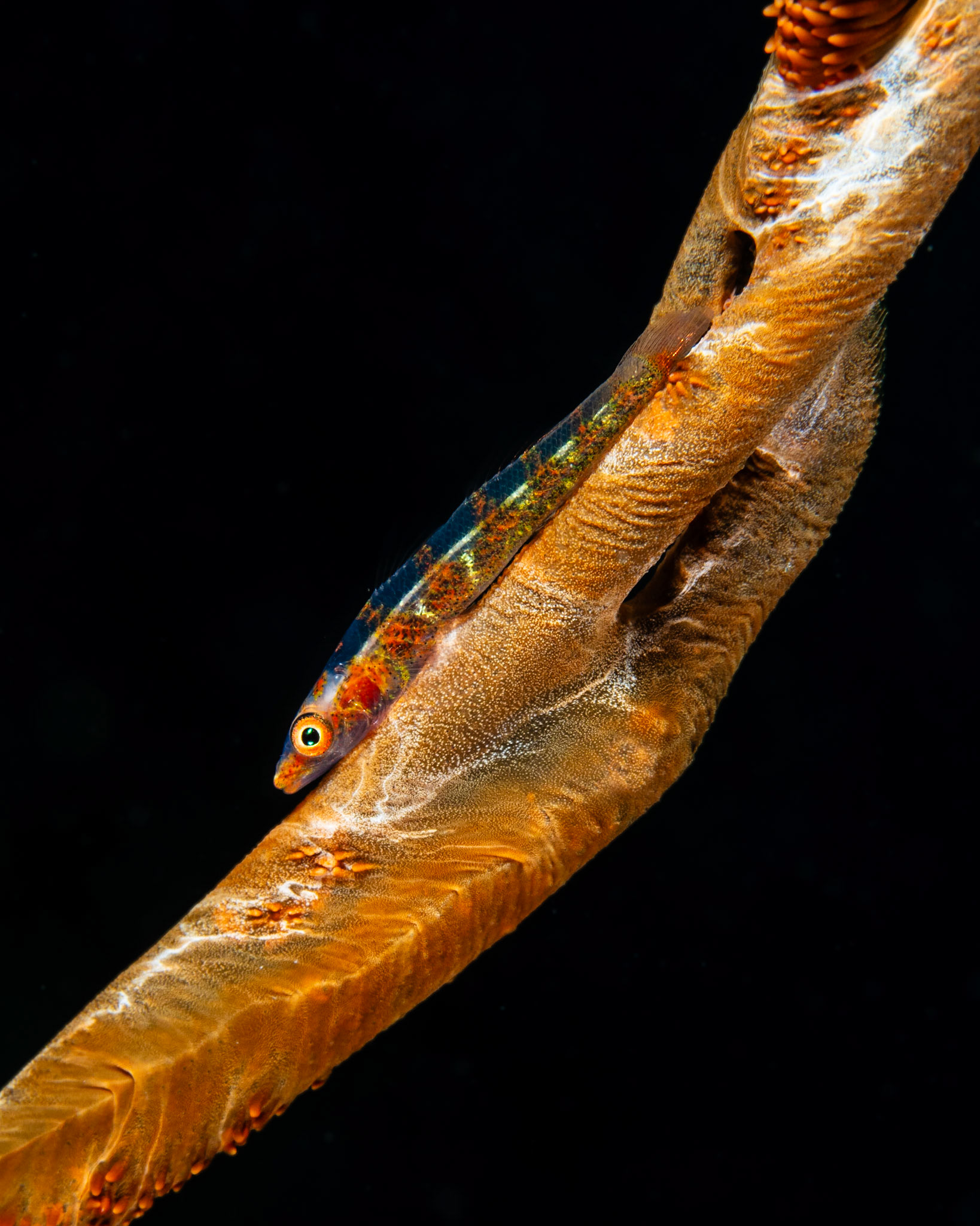 Wire Coral Goby