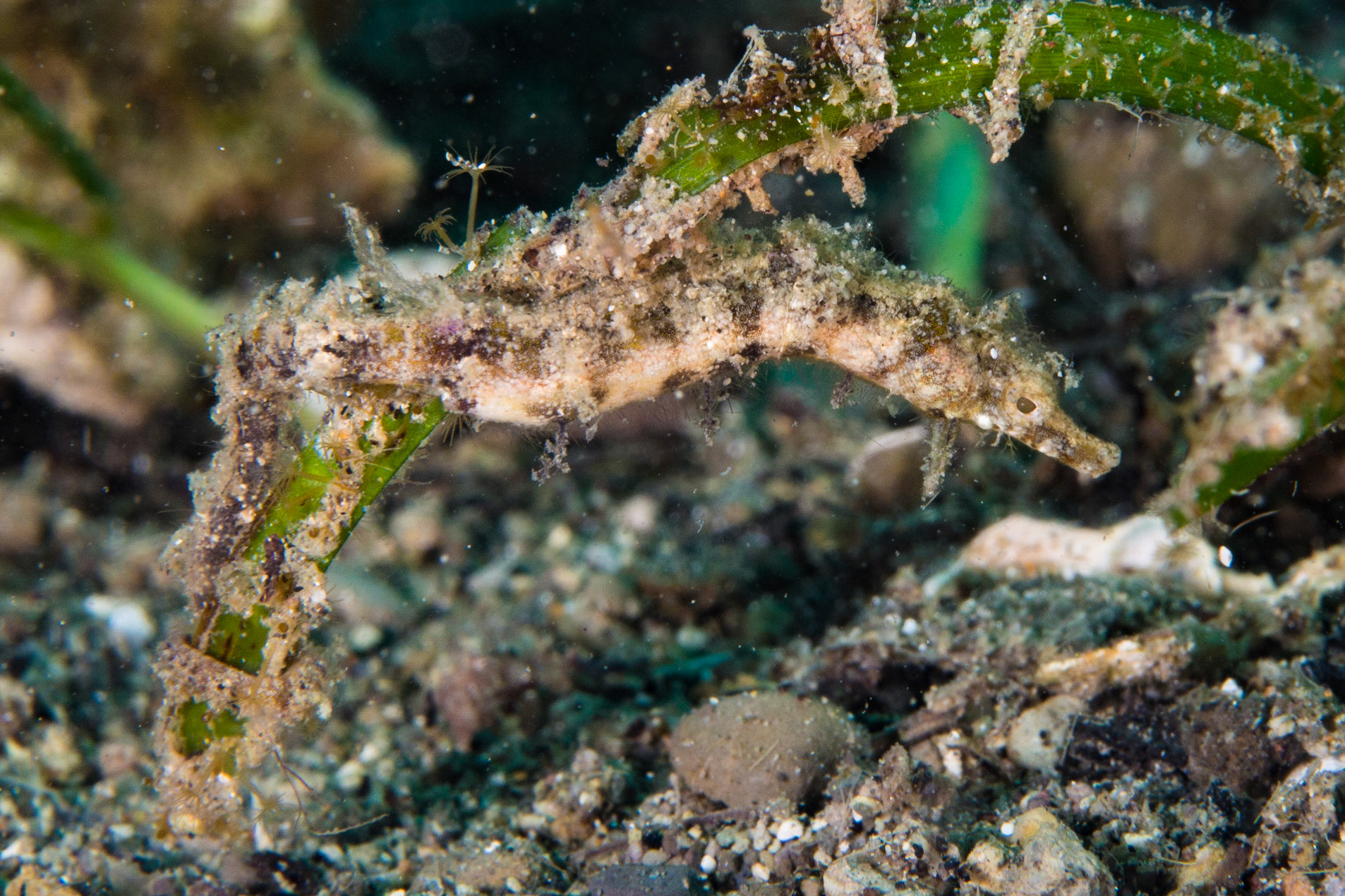 Shortpouch Pygmy Pipehorse