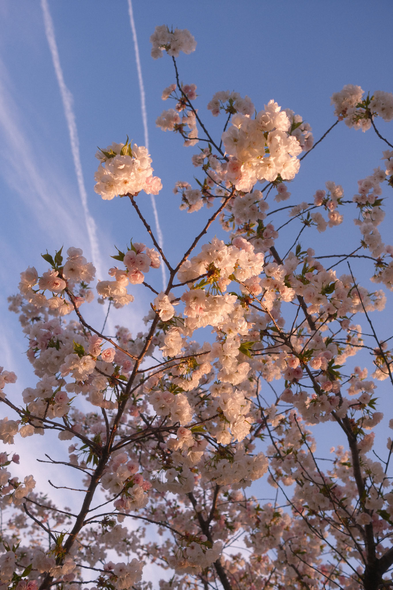 Yoshino Cherry Blossom, NYC (2025)