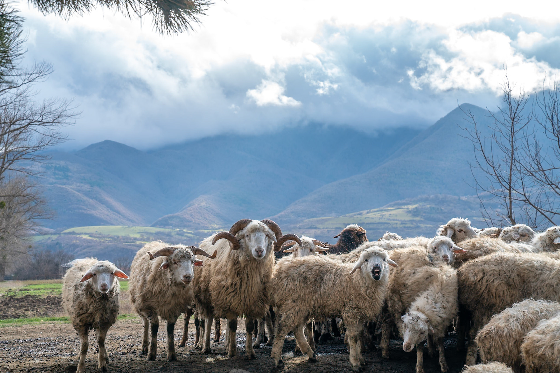Sheep near Kutaisi, Georgia (2021)