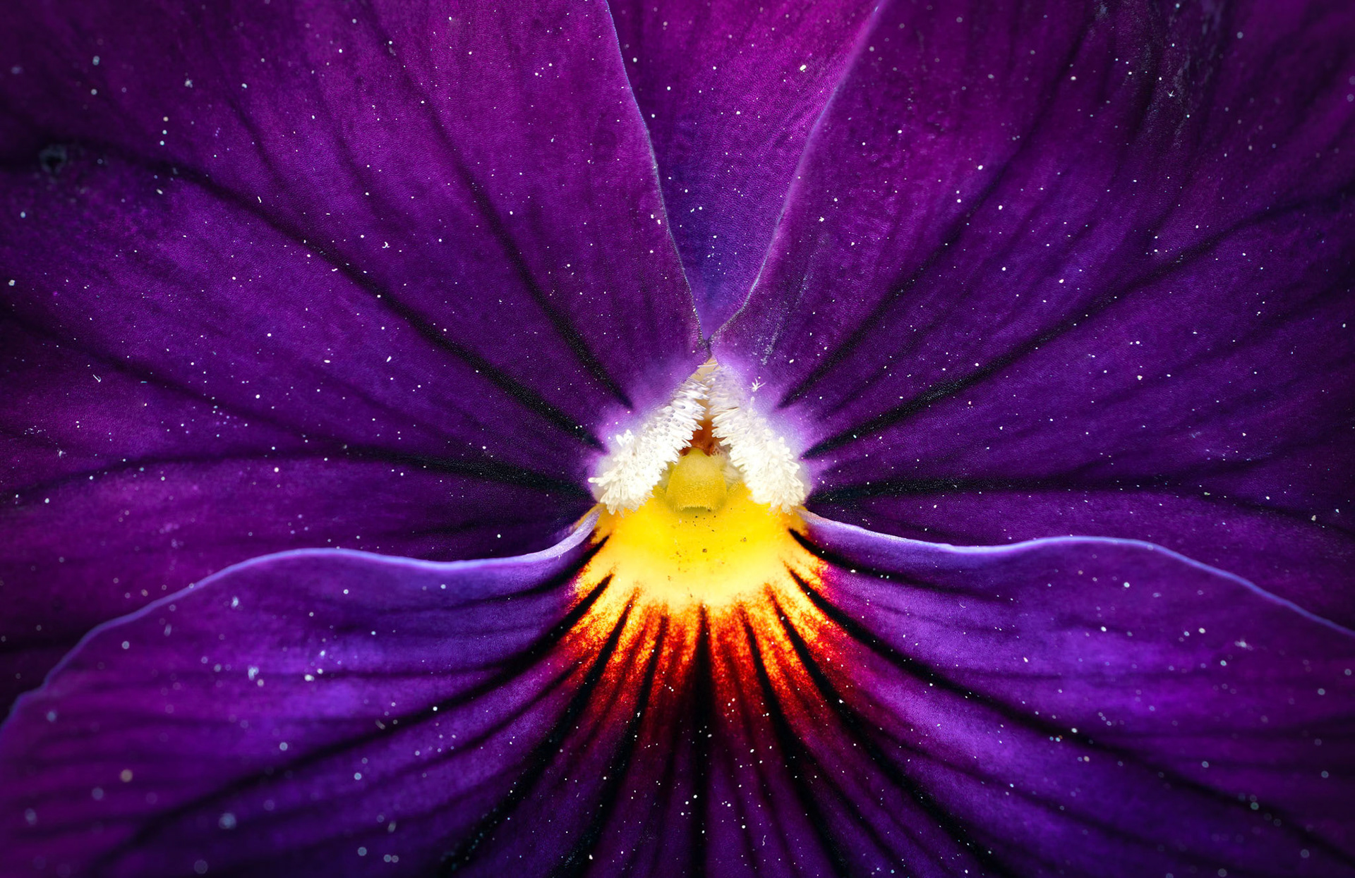 Macro of a Pansy Flower, NYC (2024)