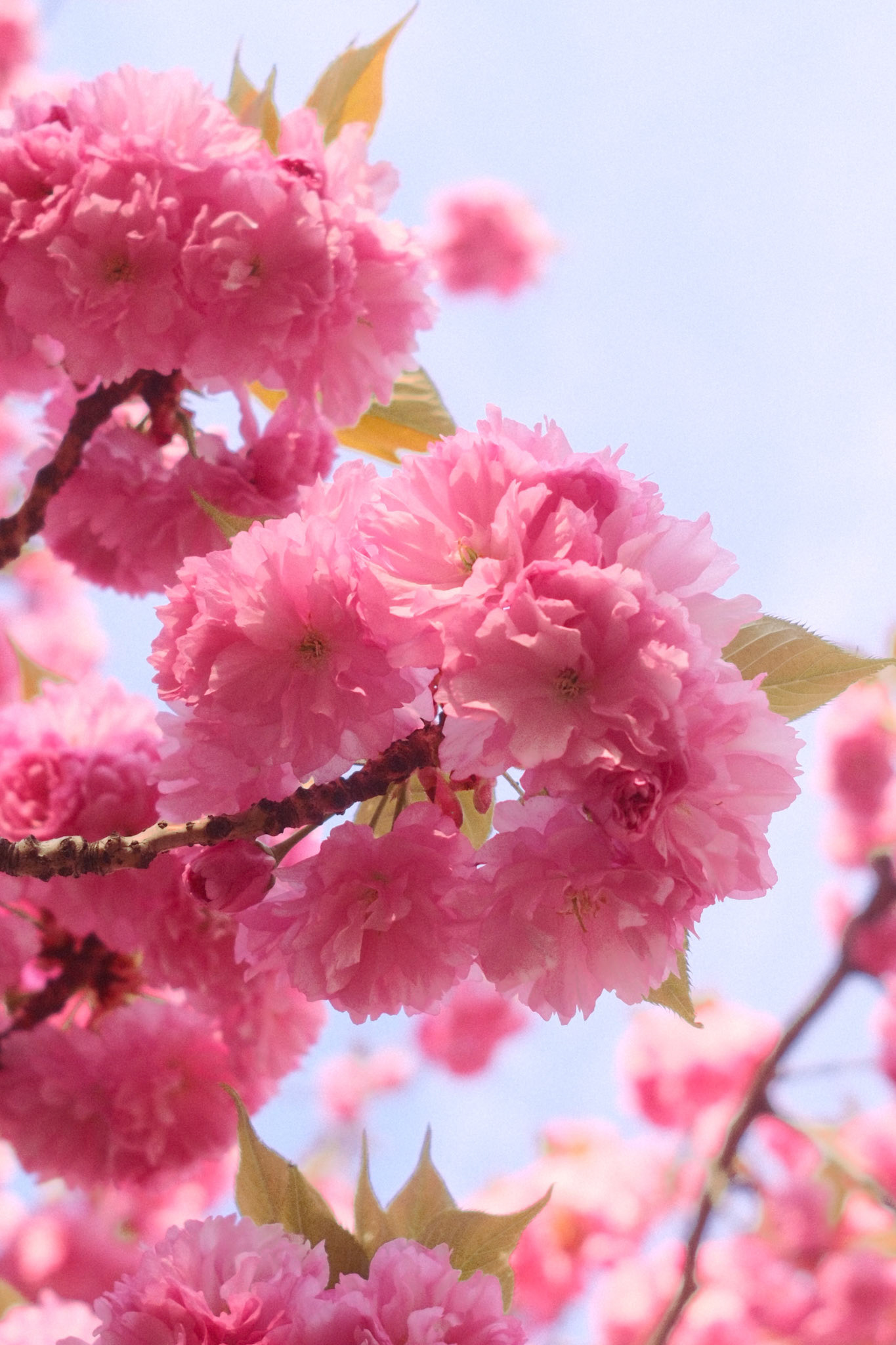 Kanzan Cherry Blossom, NYC (2025)