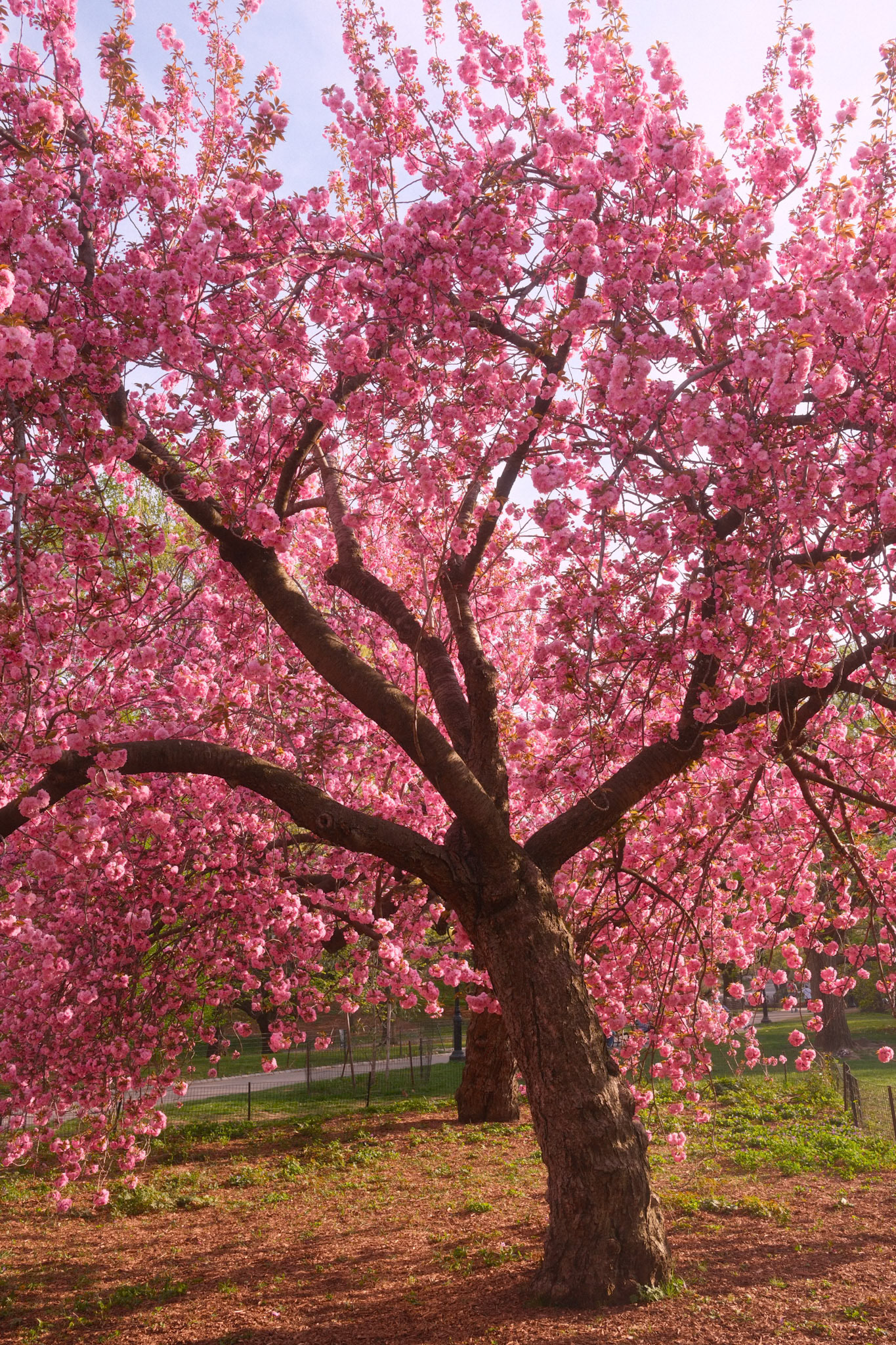 Kanzan Cherry Blossom, NYC (2025)