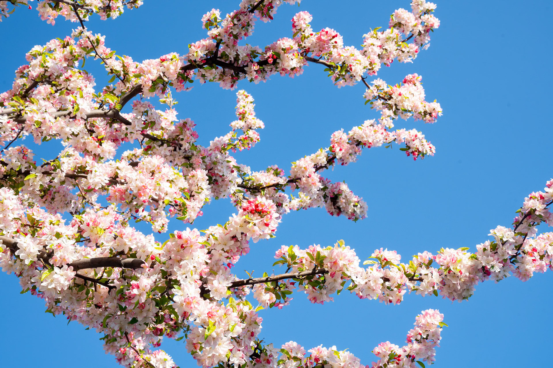 Spring Cherry Blossoms, NYC (2024)