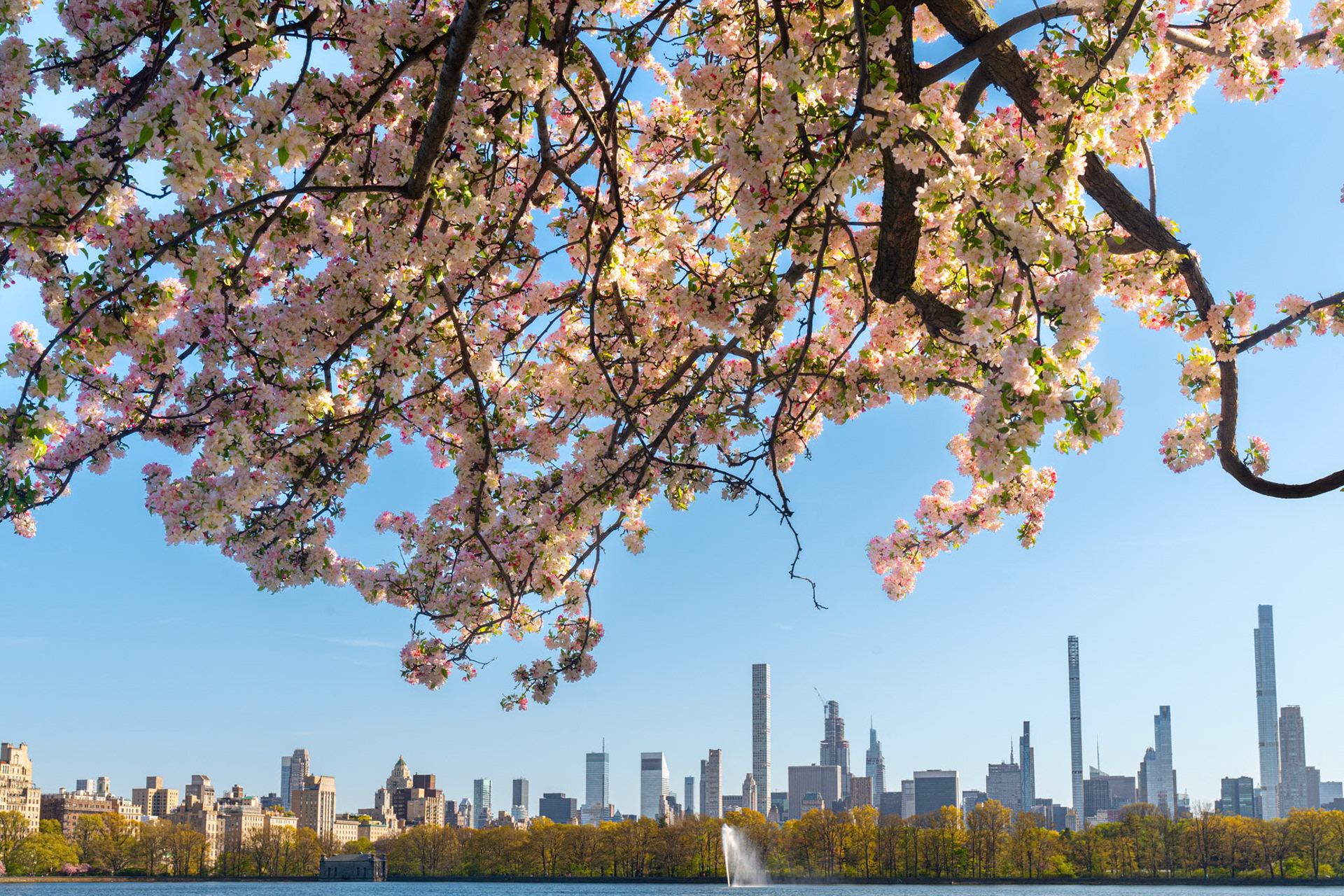 Spring Cherry Blossoms with Skyline, NYC (2024)
